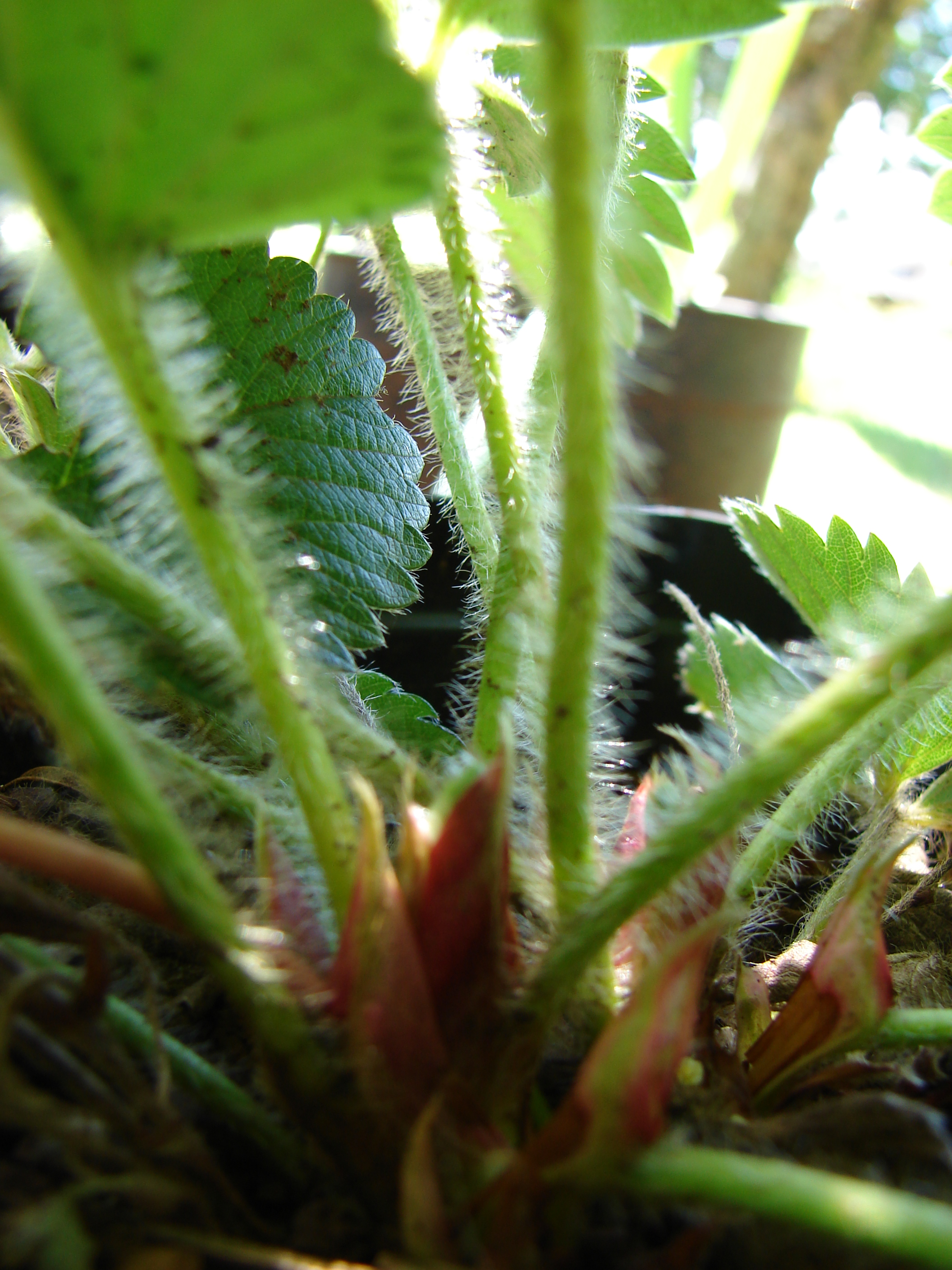 Albion Strawberry stem identification view