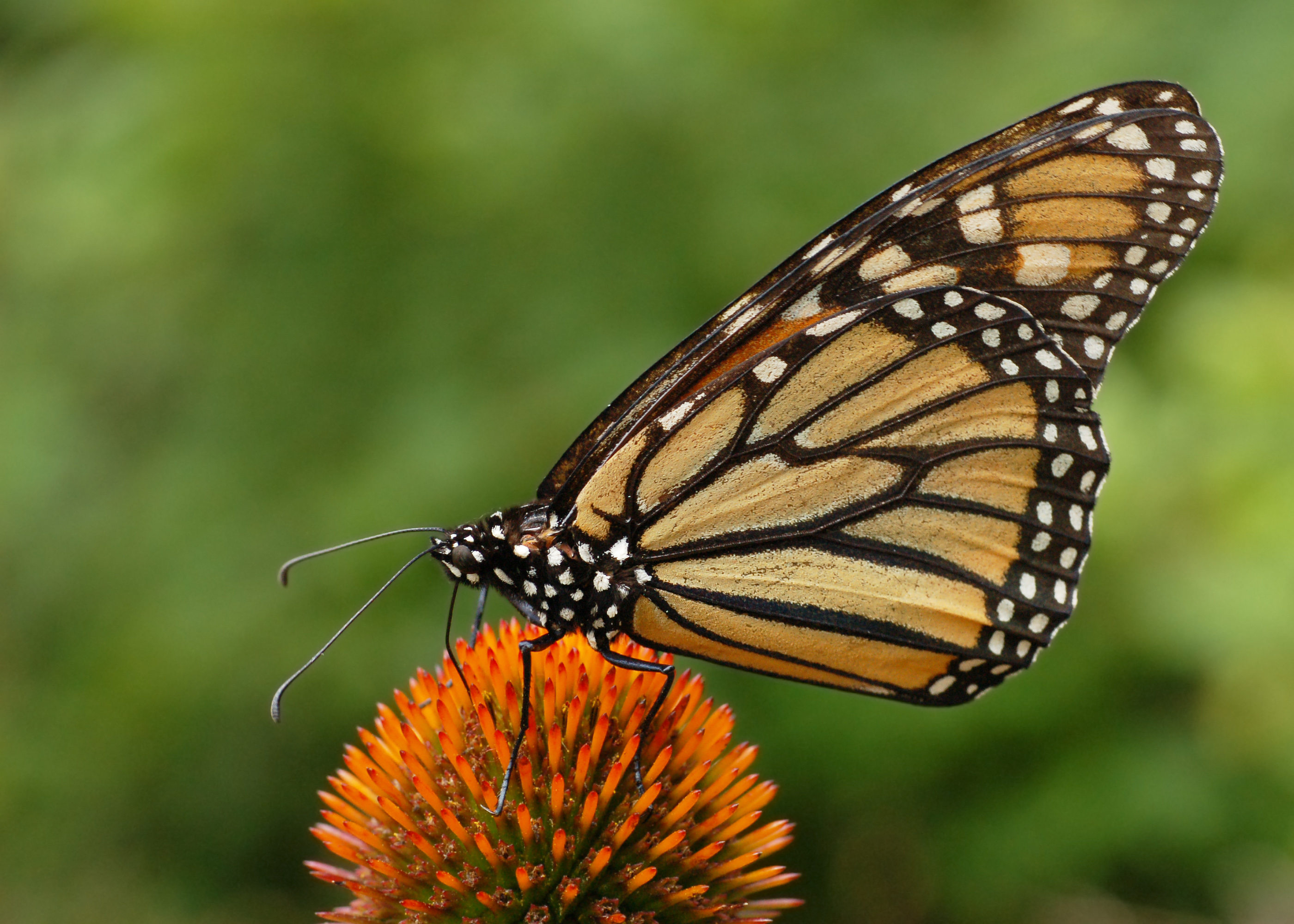 Echinacea flower identification view
