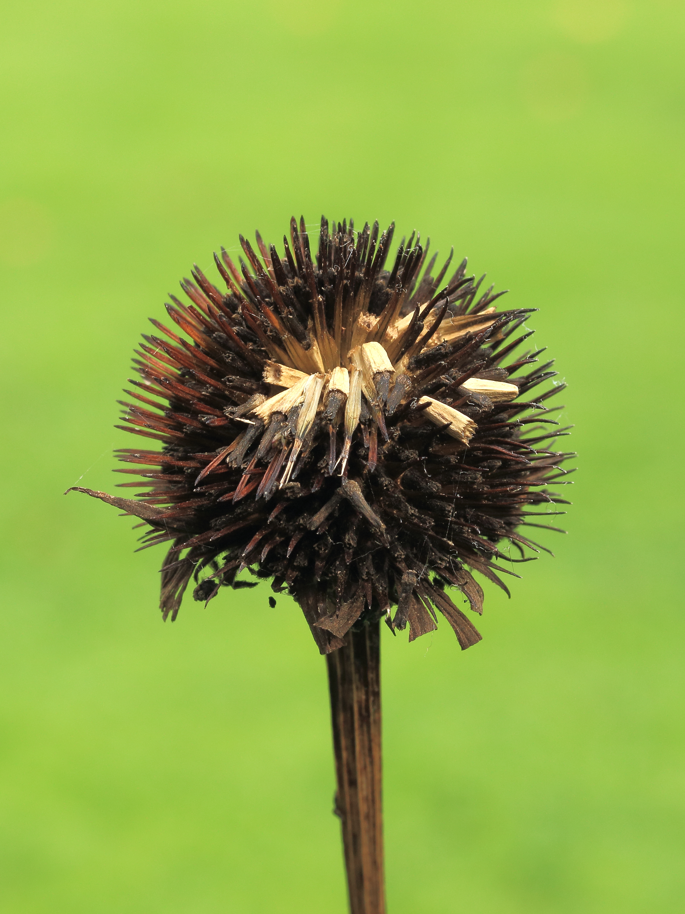 Echinacea fruit identification view