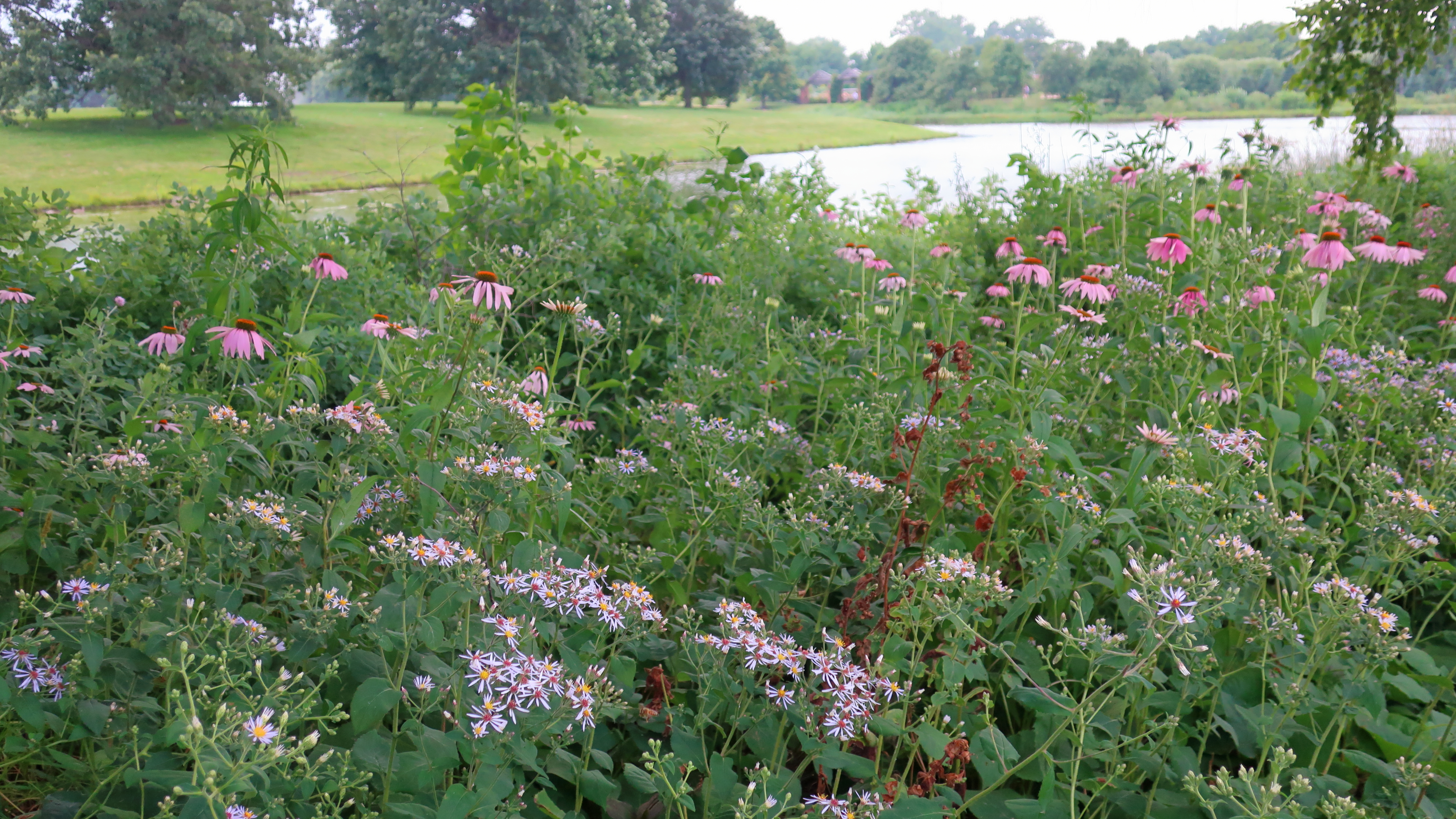 Echinacea leaf identification view