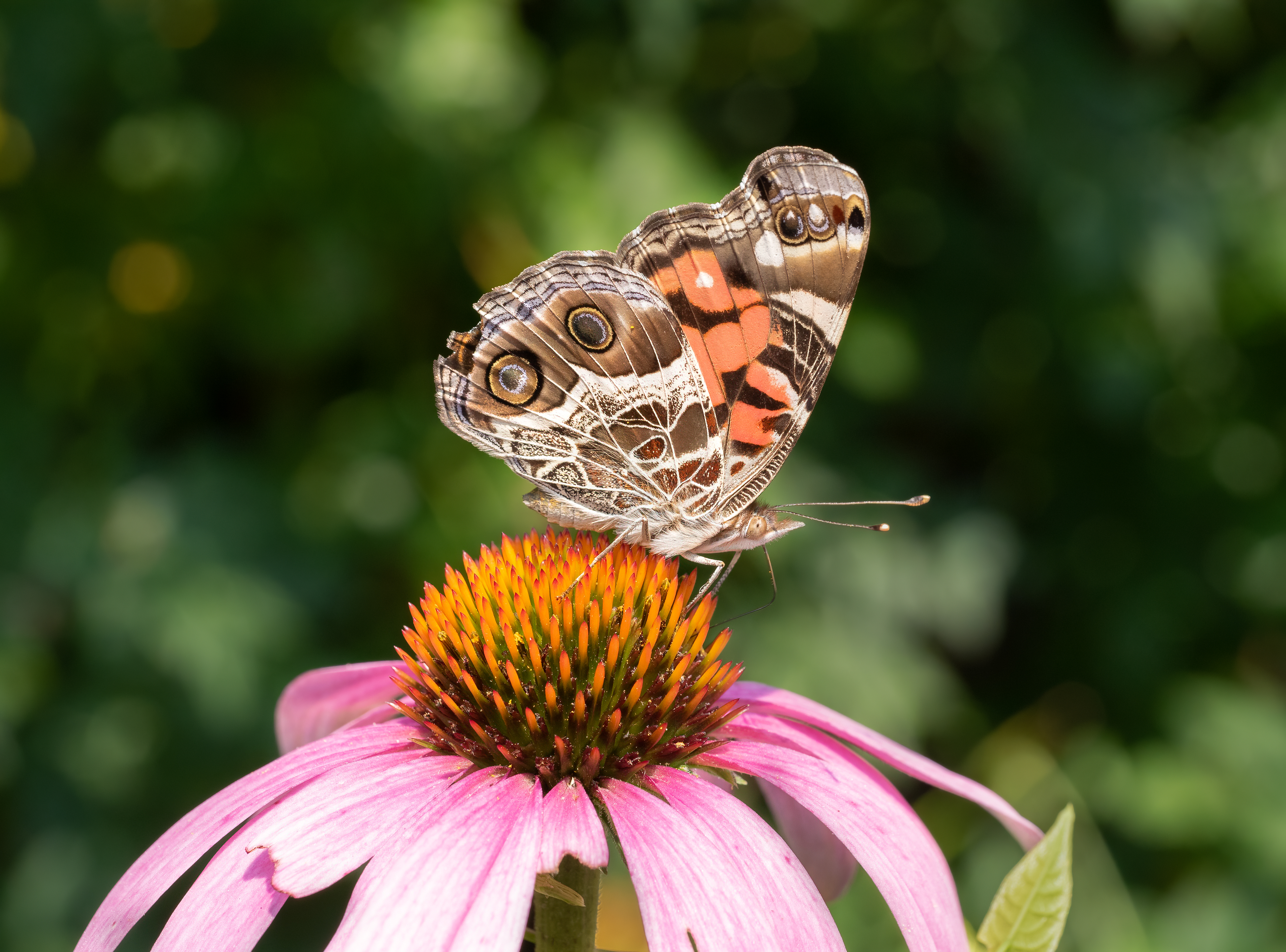 Echinacea plant identification view