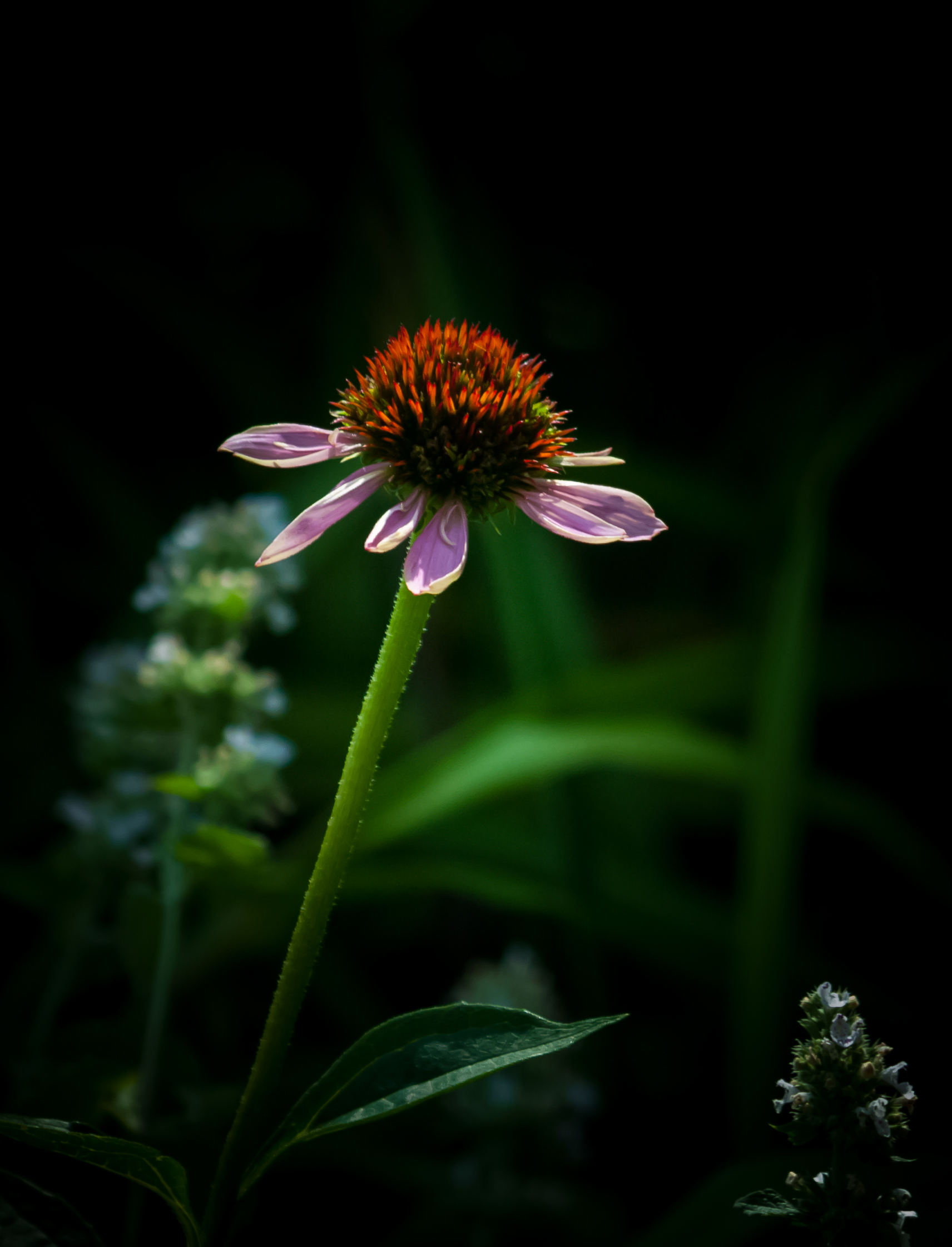 Echinacea stem identification view