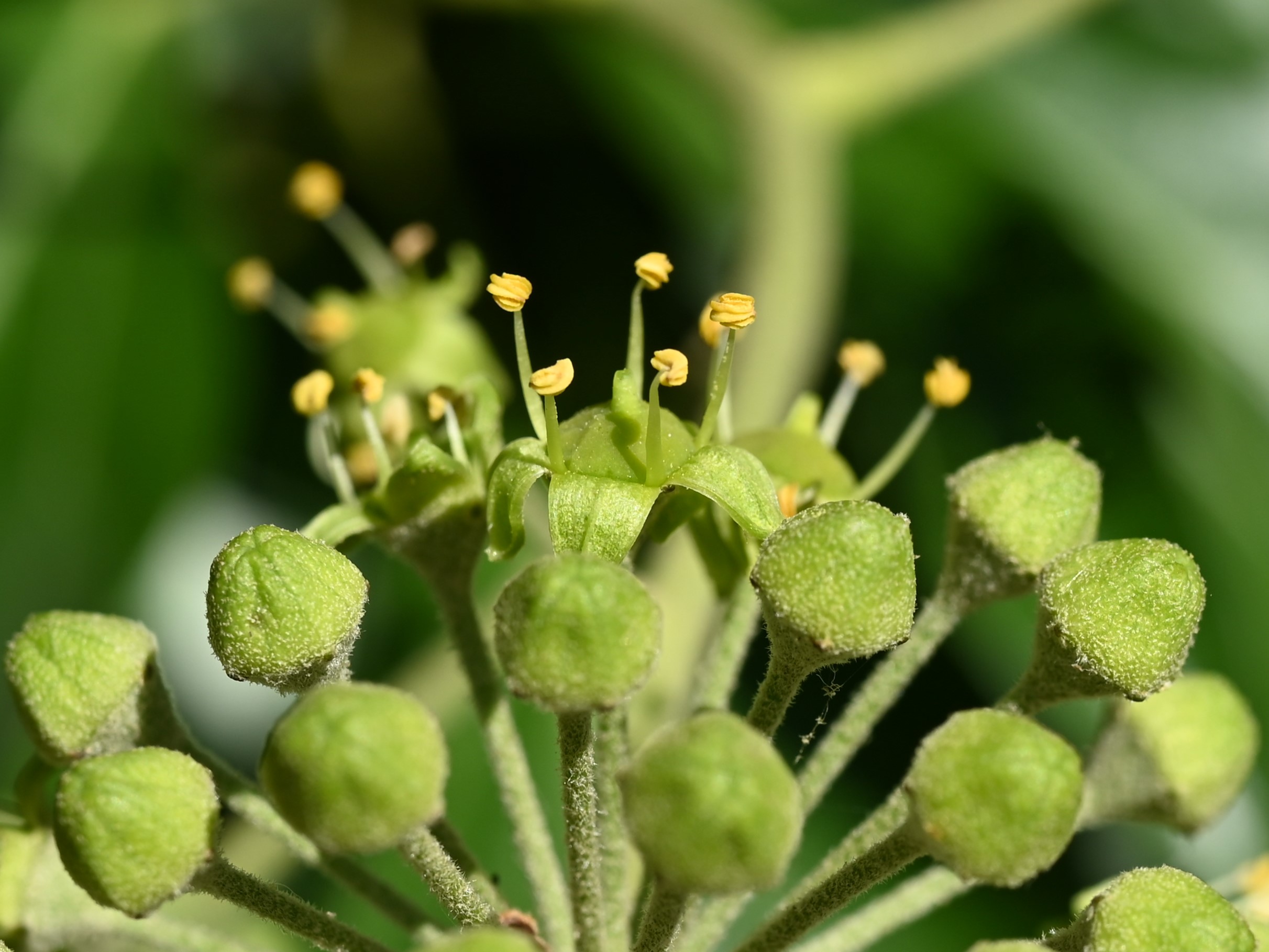 English Ivy flower identification view