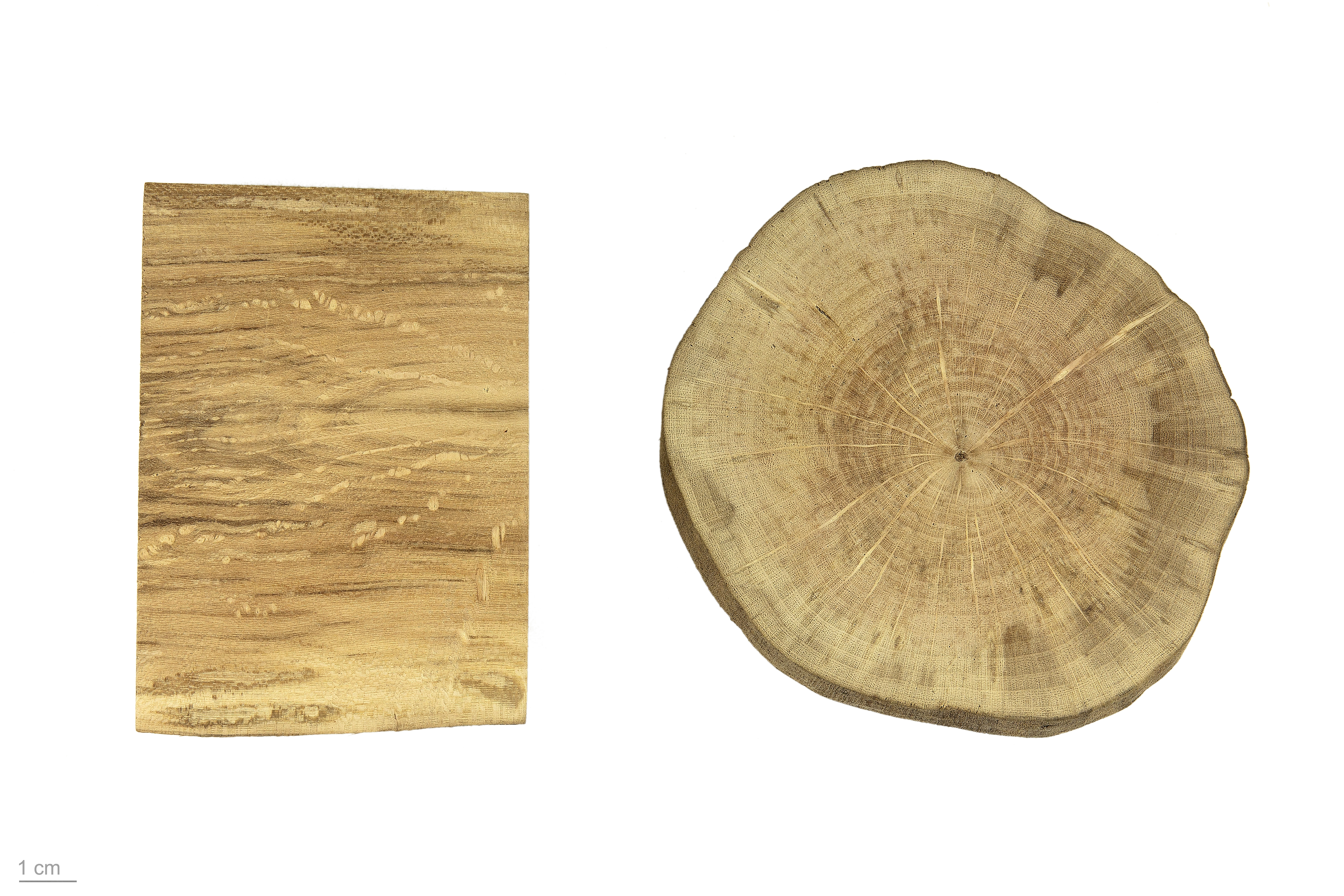 English Ivy fruit identification view