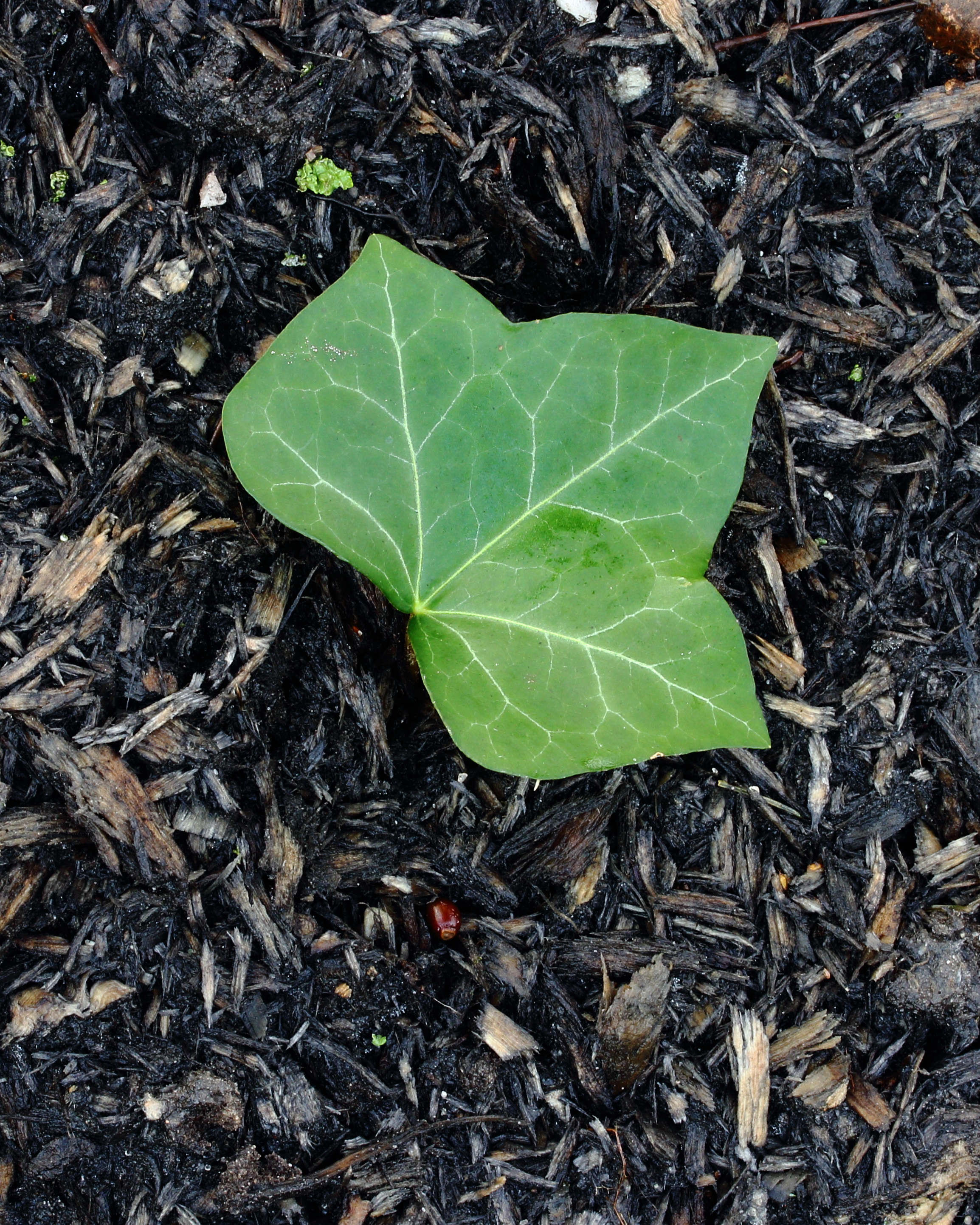 English Ivy leaf identification view