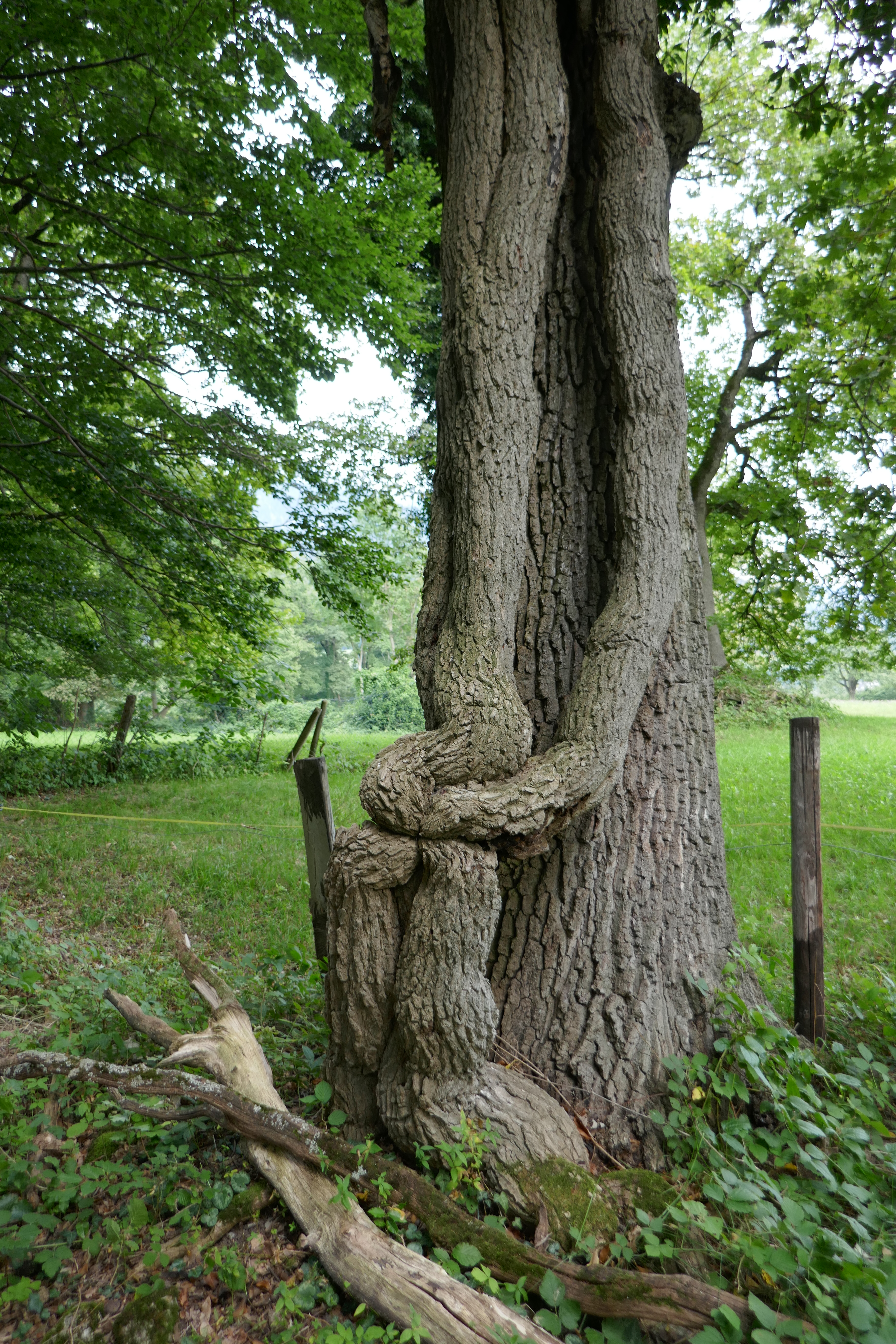 English Ivy stem identification view