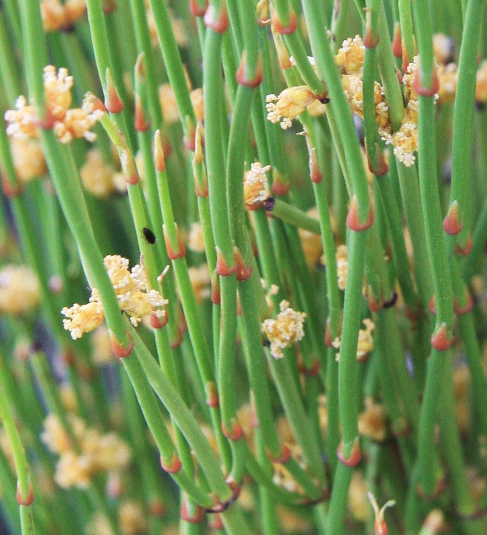 Ephedra leaf identification view