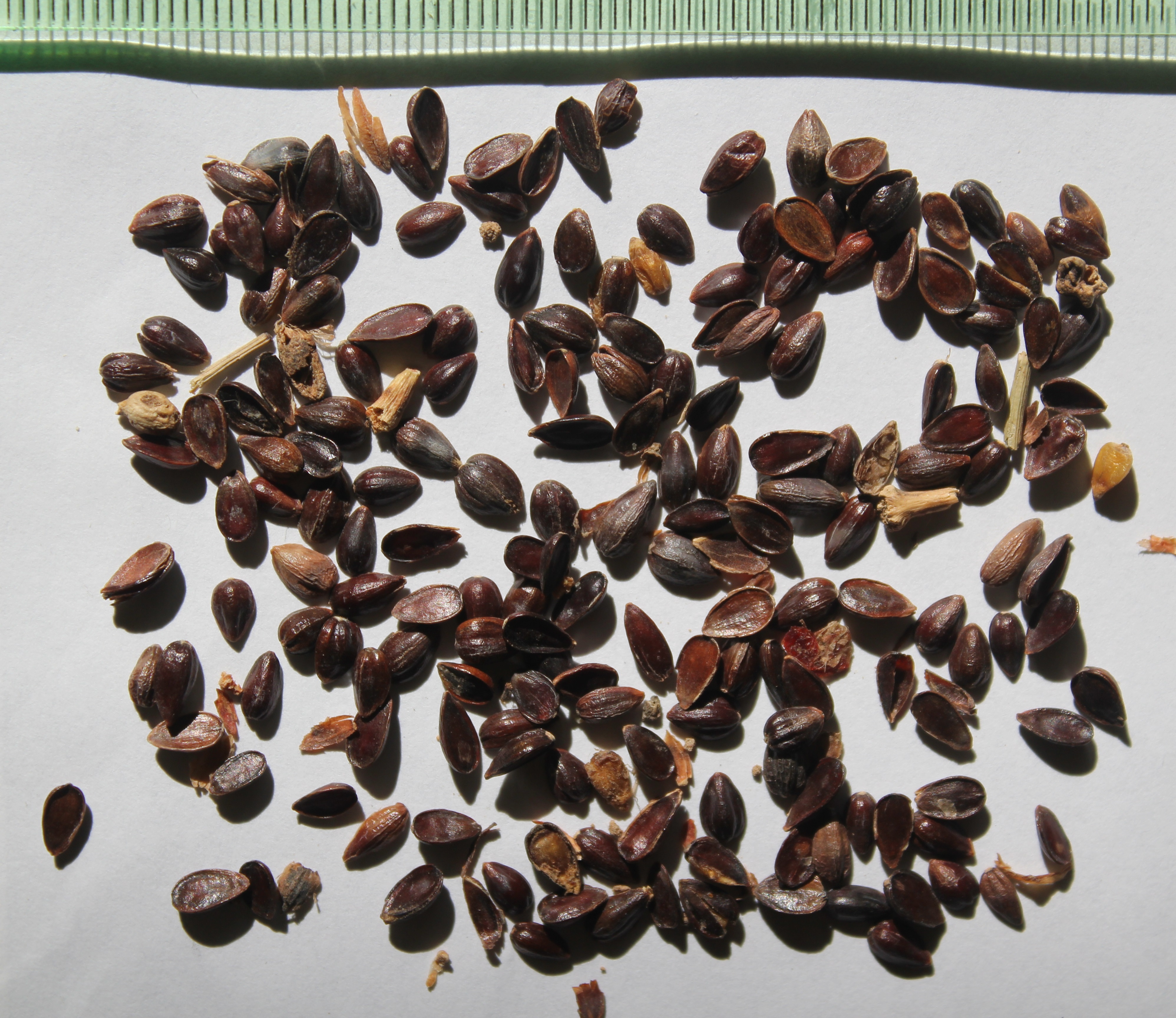 Ephedra plant identification view