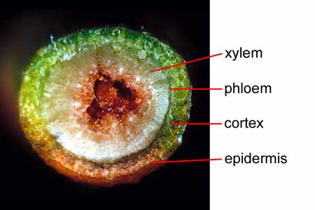 Ephedra stem identification view