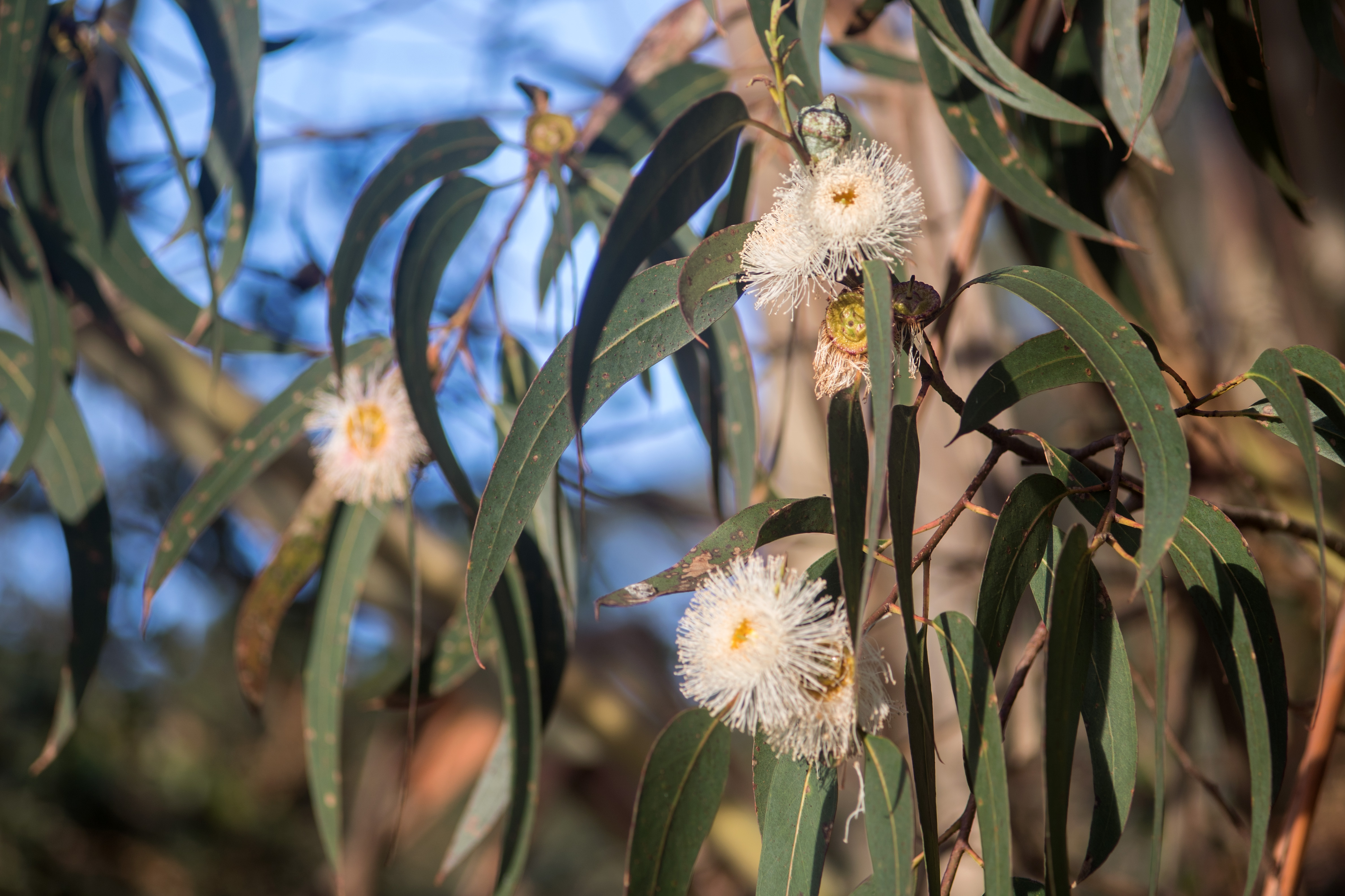 Eucalyptus flower identification view