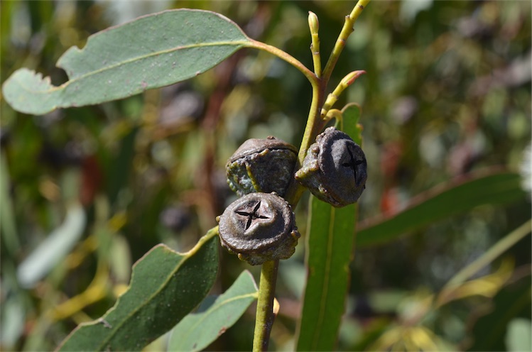 Eucalyptus fruit identification view