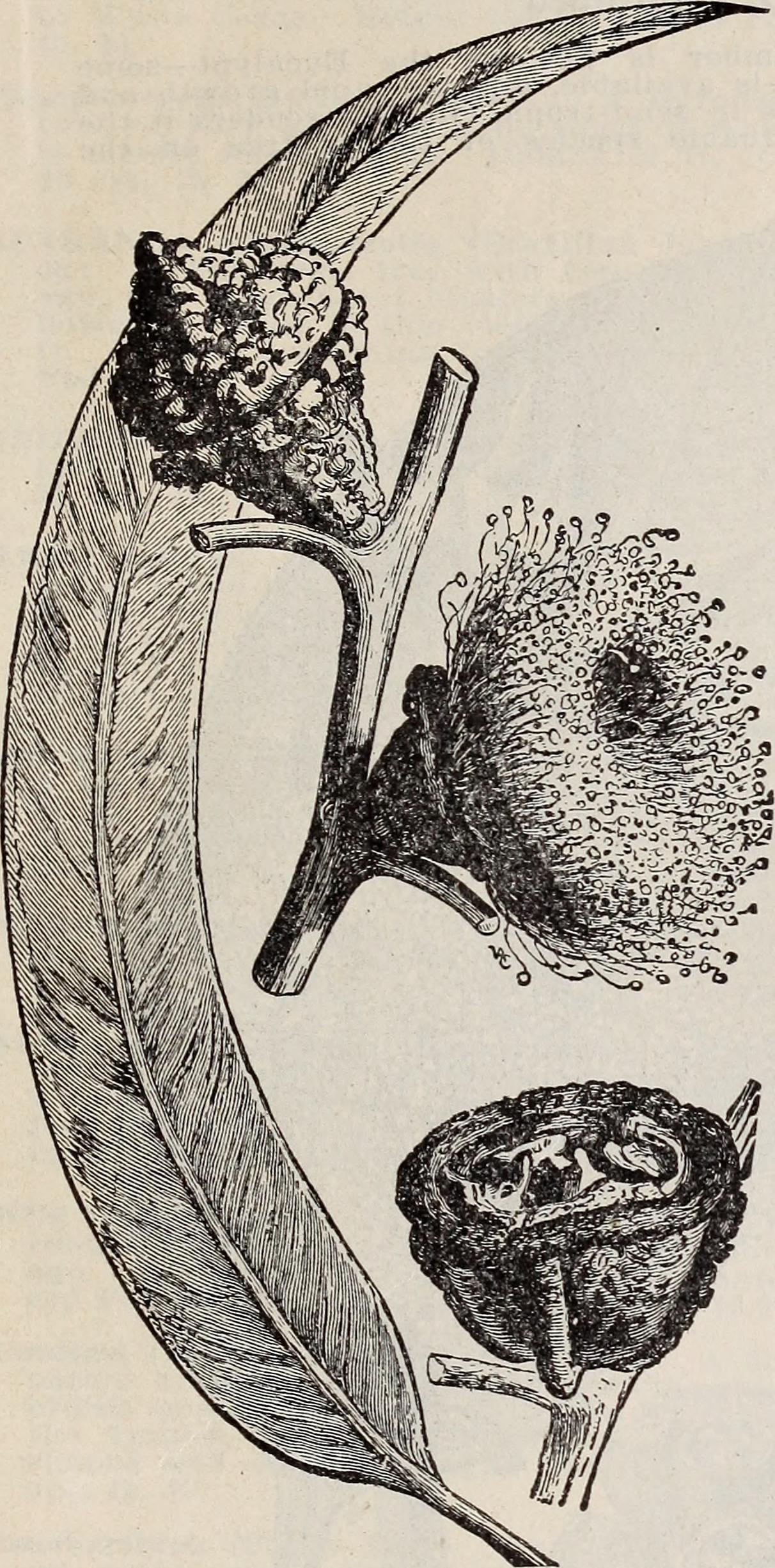 Eucalyptus stem identification view
