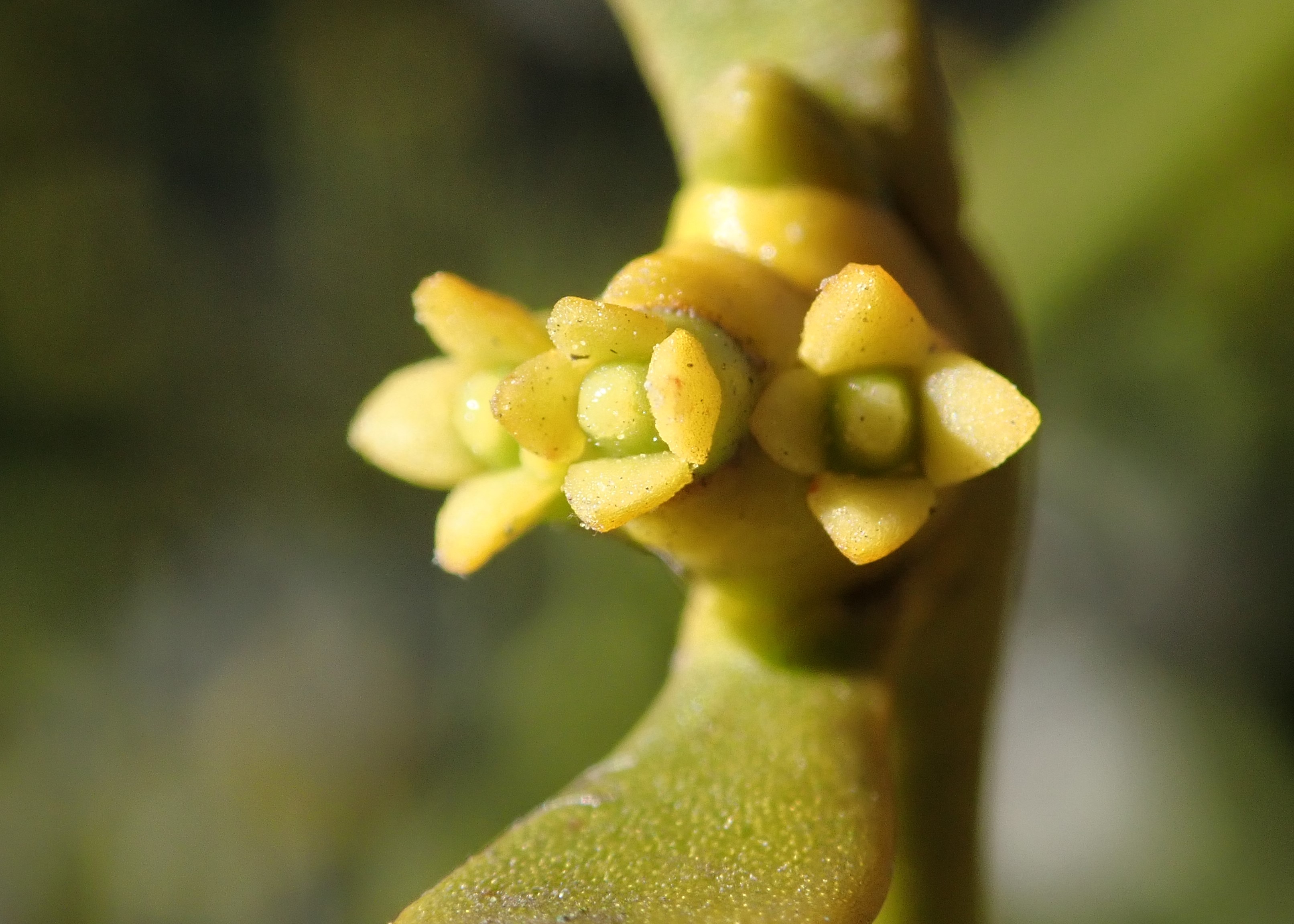 European mistletoe flower identification view