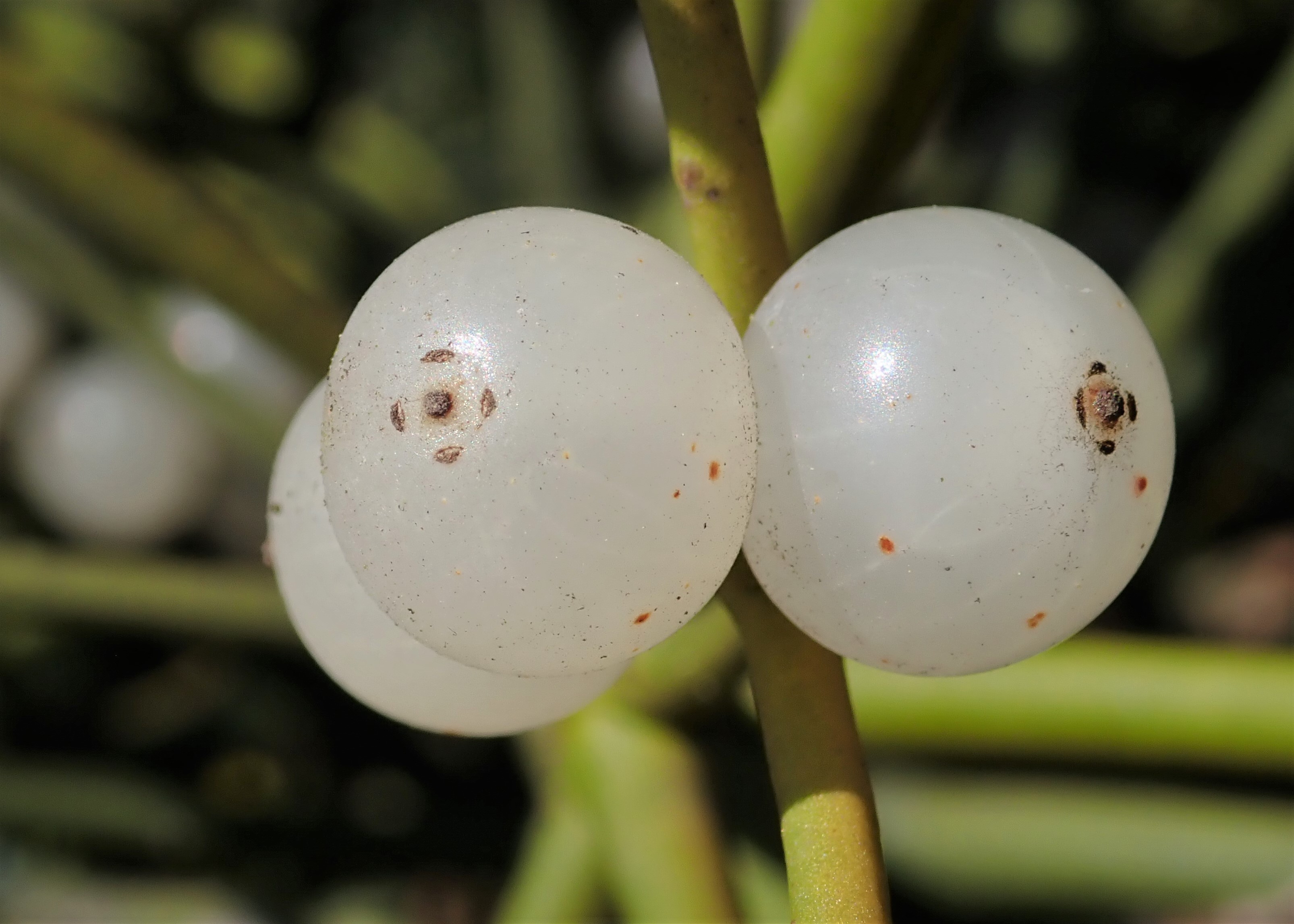 European mistletoe fruit identification view