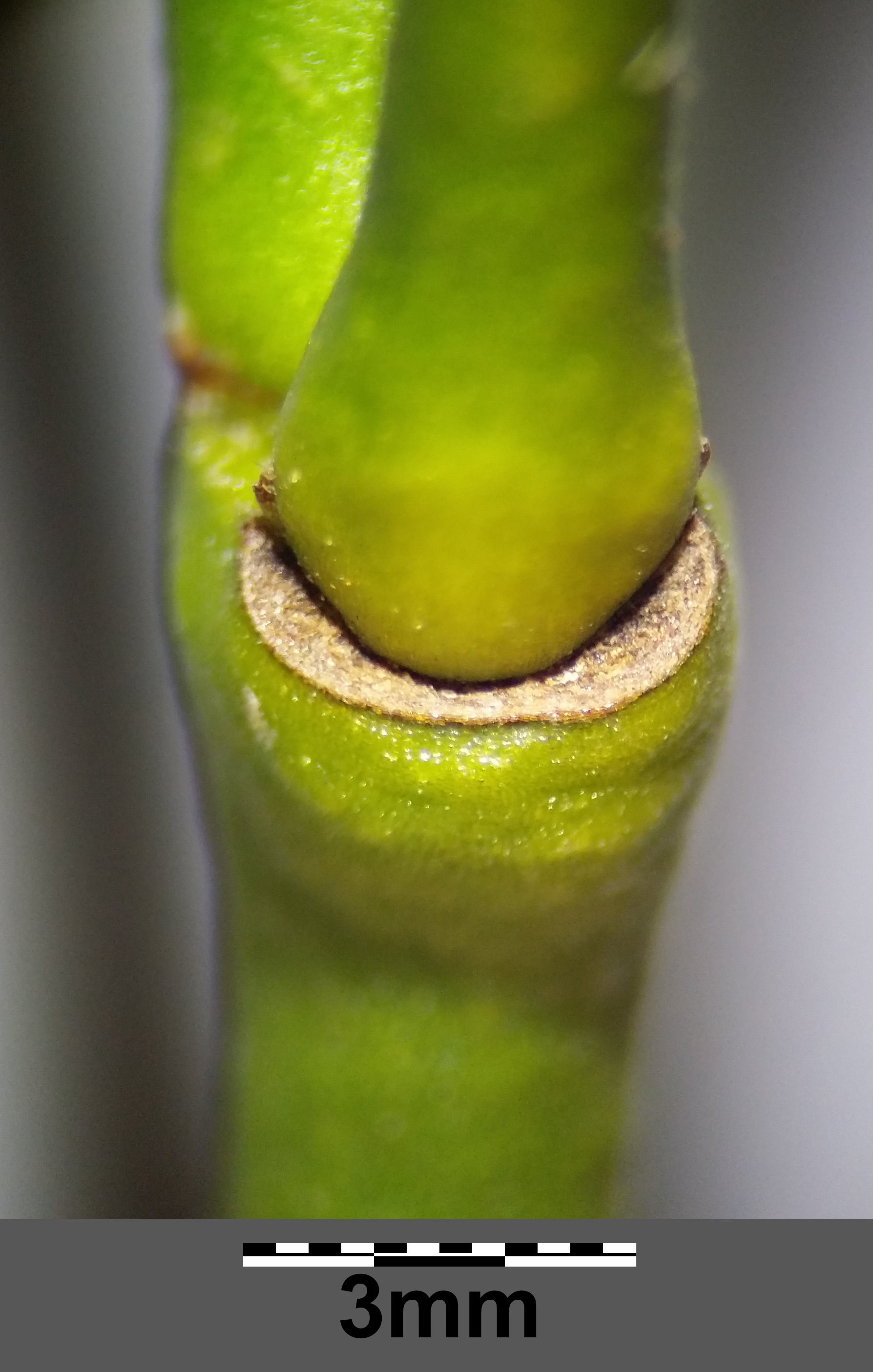 European mistletoe leaf identification view