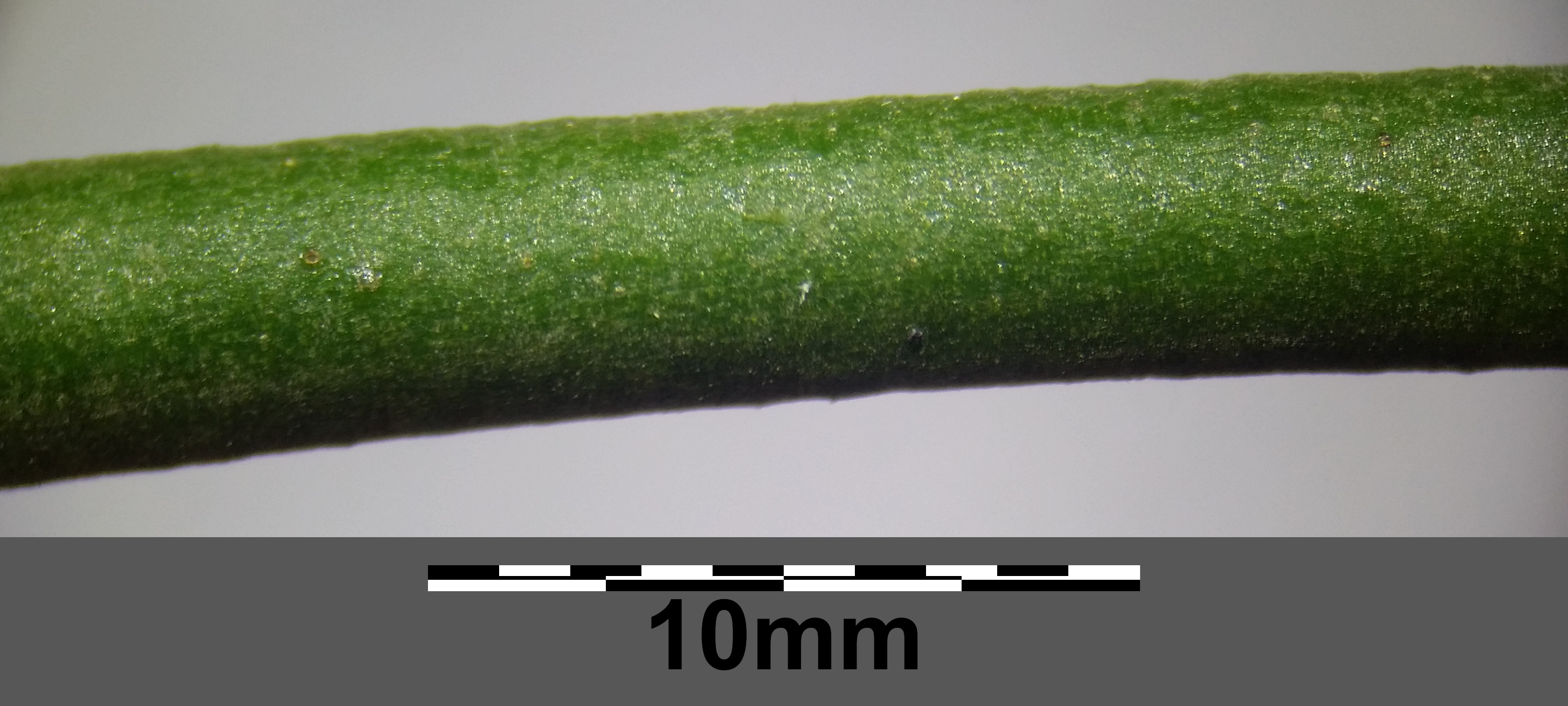 European mistletoe stem identification view