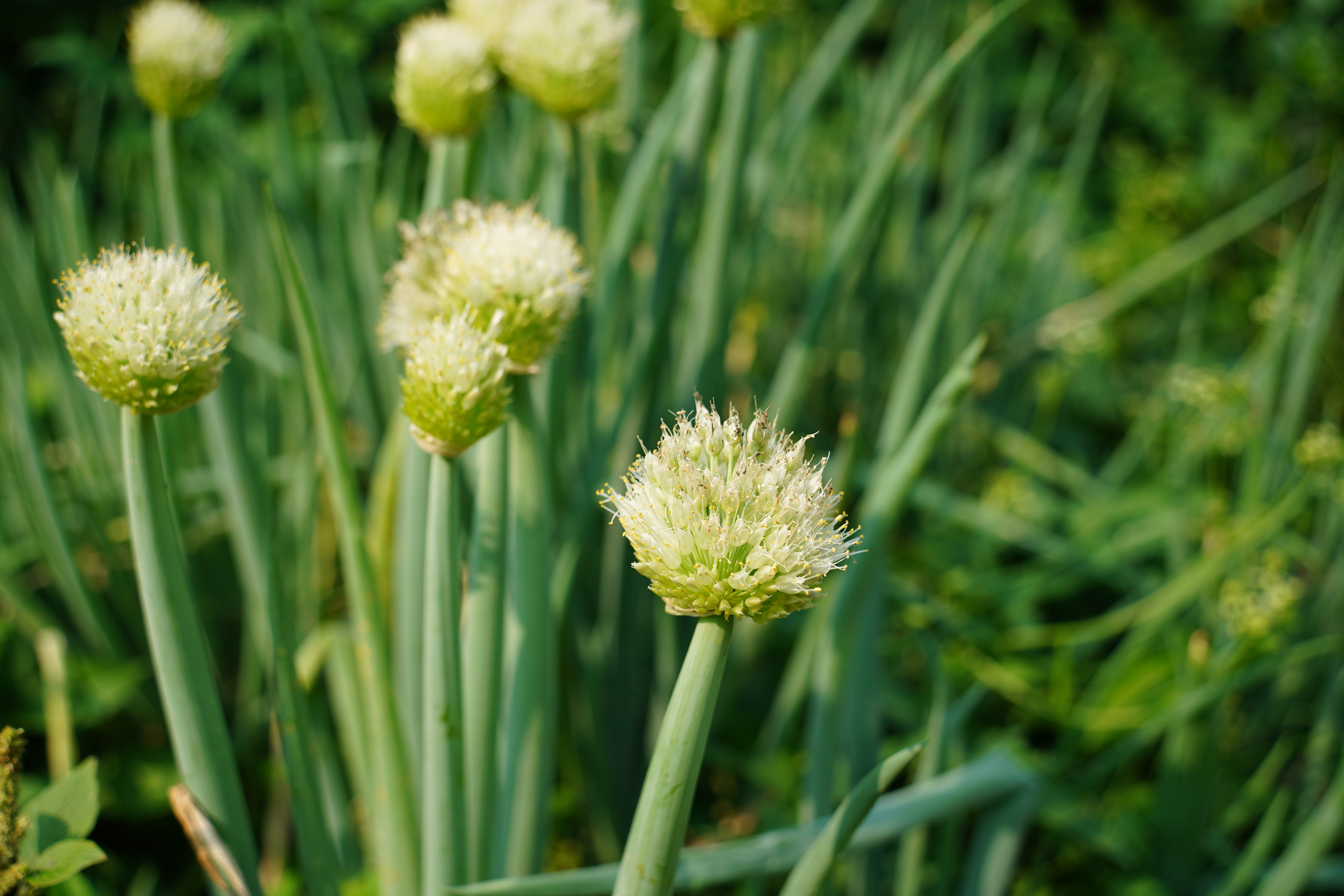 Evergreen Bunching Onion flower identification view