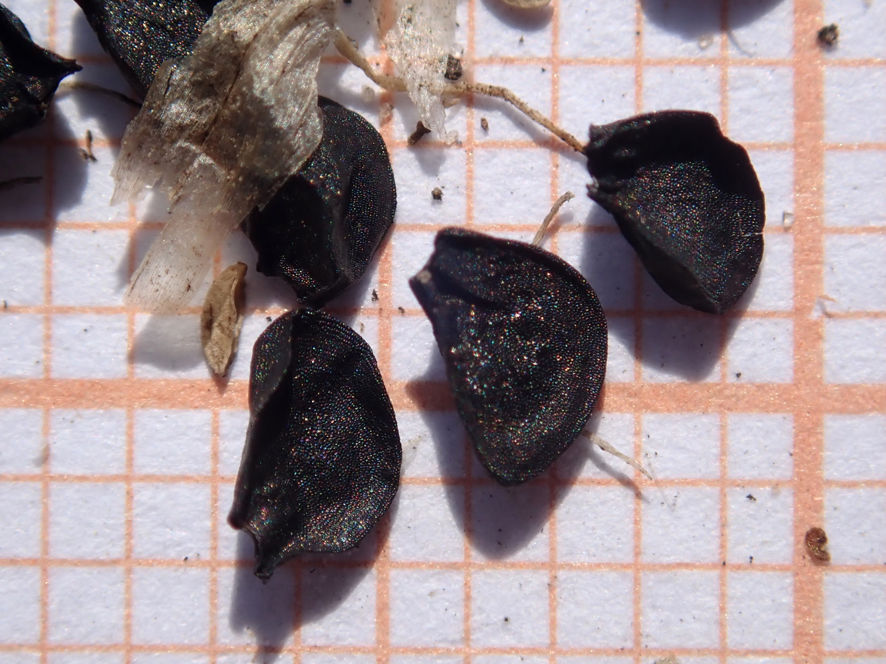 Evergreen Bunching Onion fruit identification view