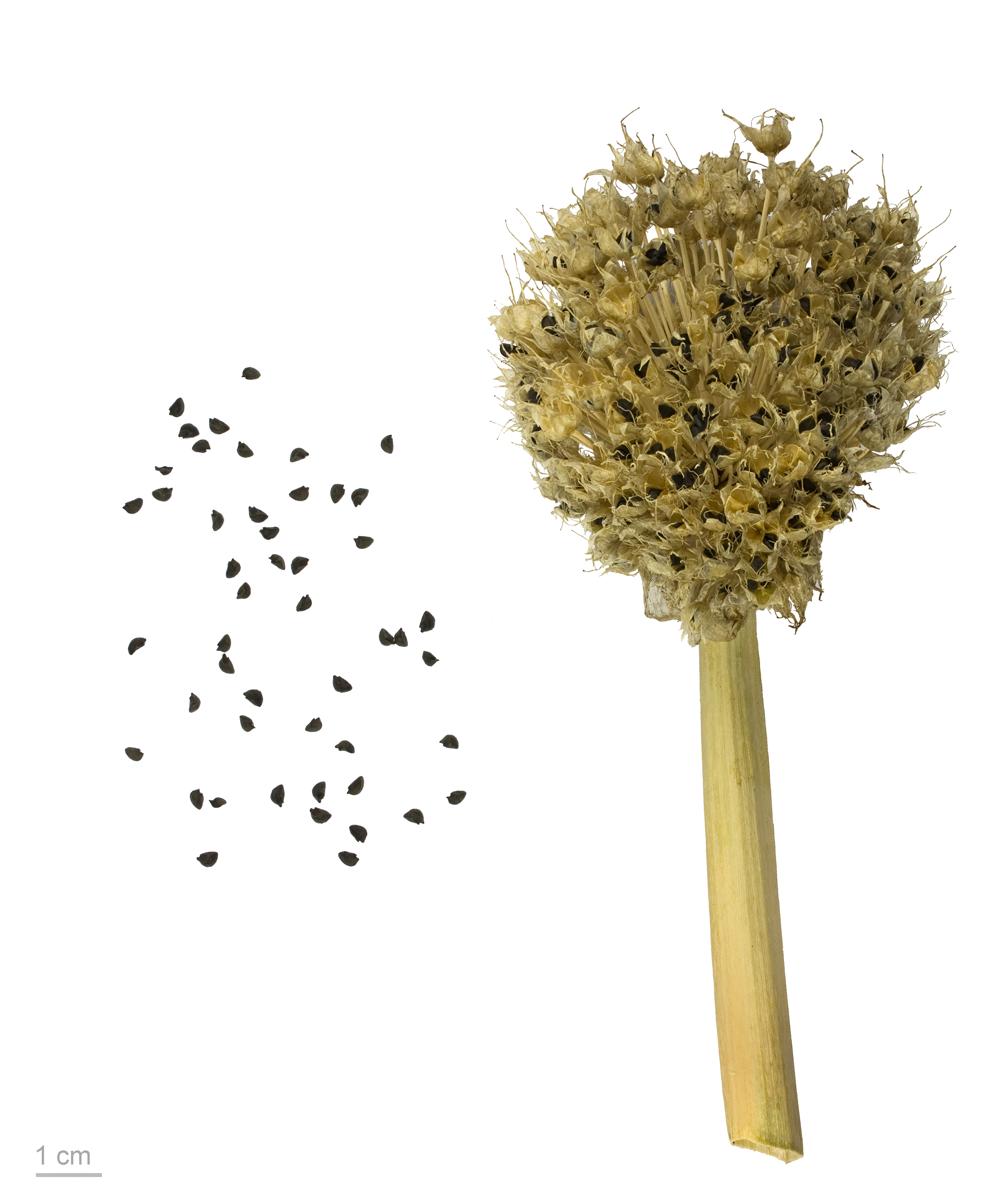 Evergreen Bunching Onion plant identification view