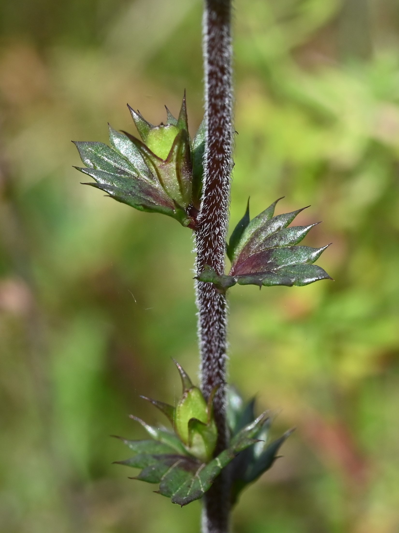 Eyebright fruit identification view