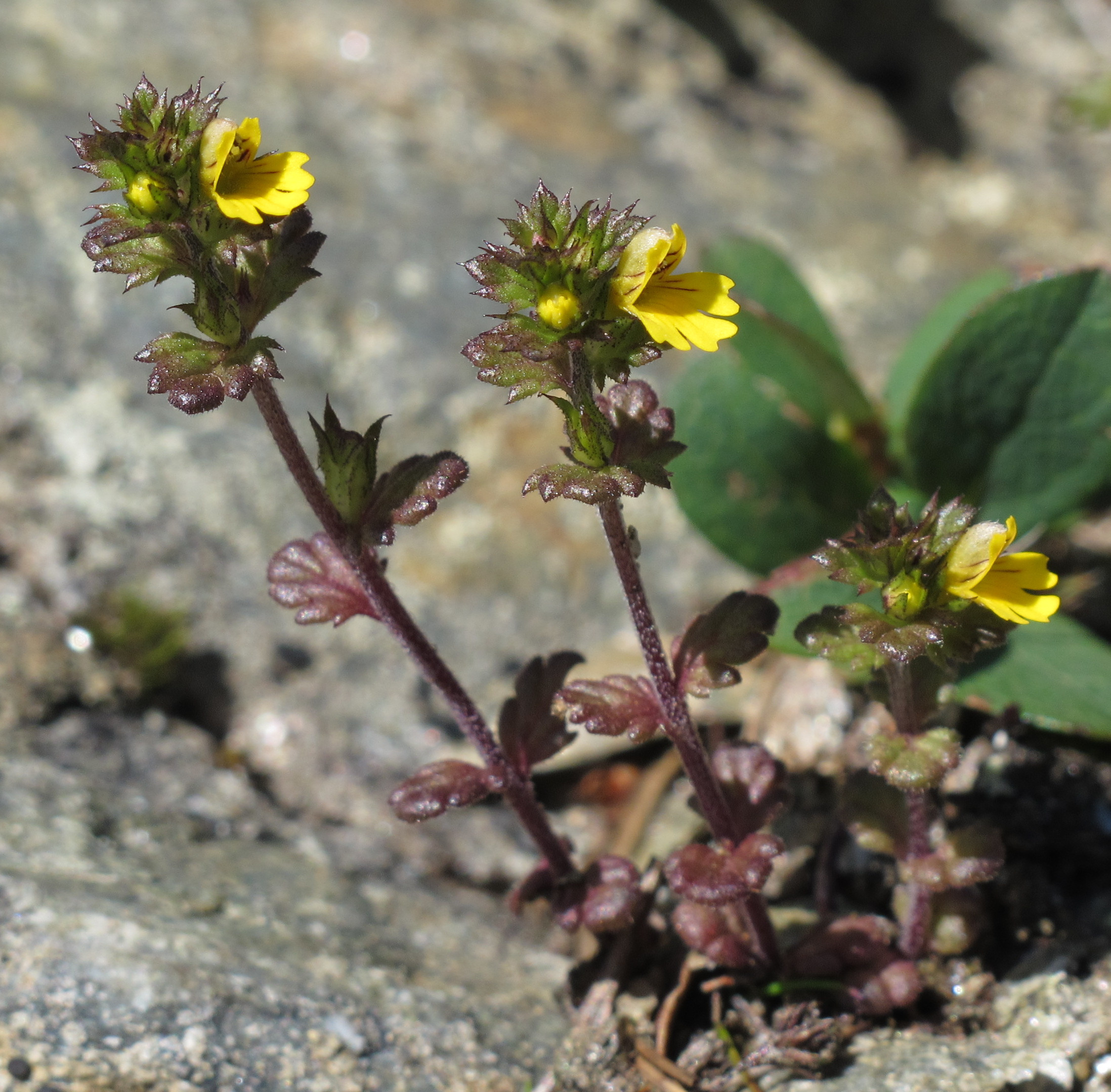 Eyebright plant identification view