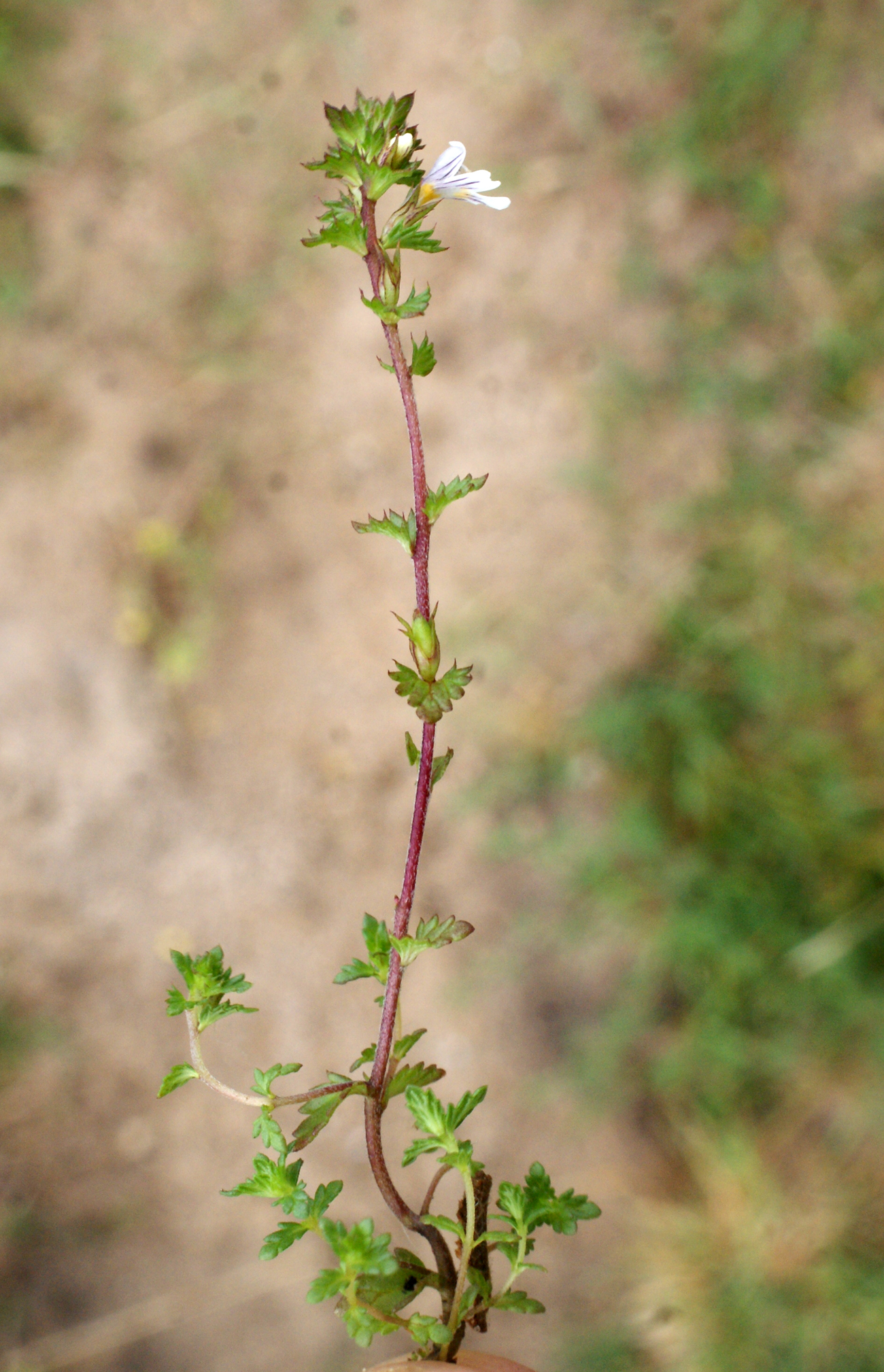 Eyebright stem identification view