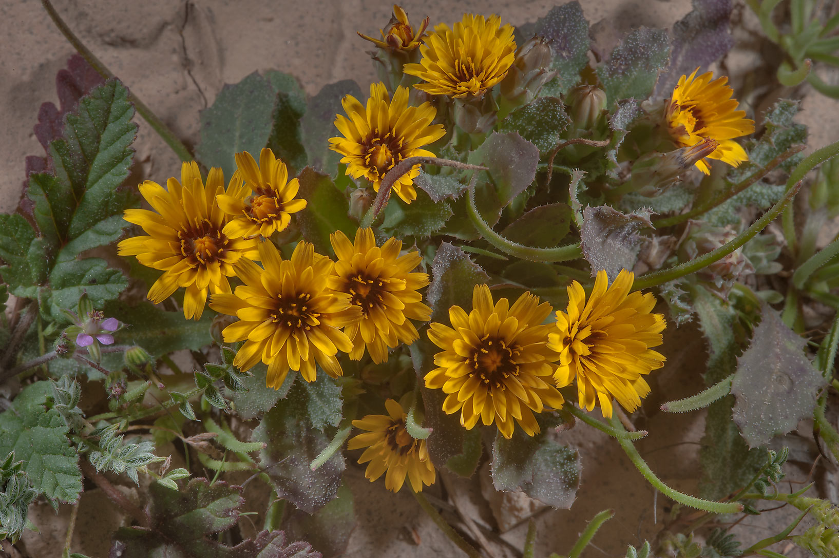 False sowthistle flower identification view