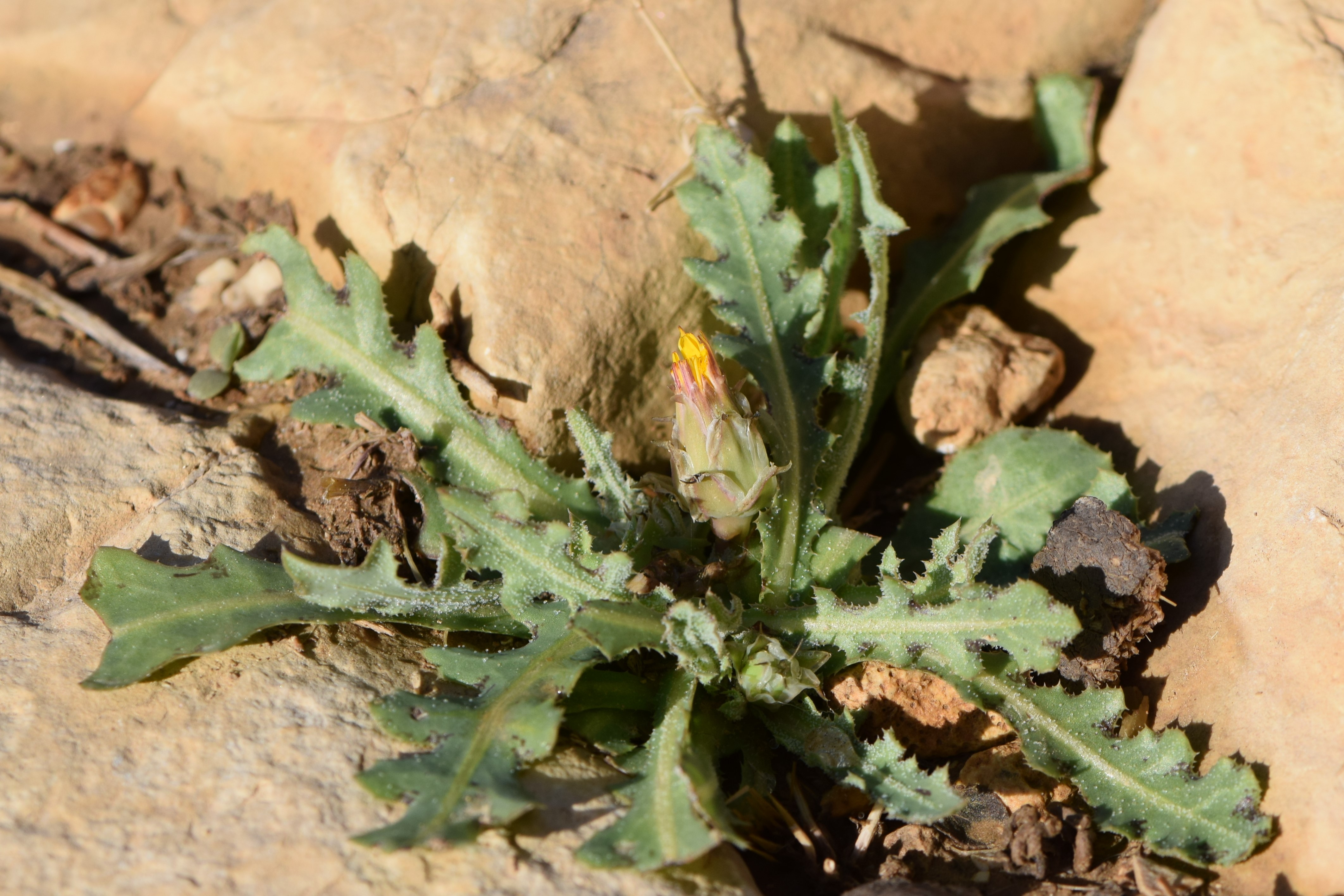 False sowthistle leaf identification view