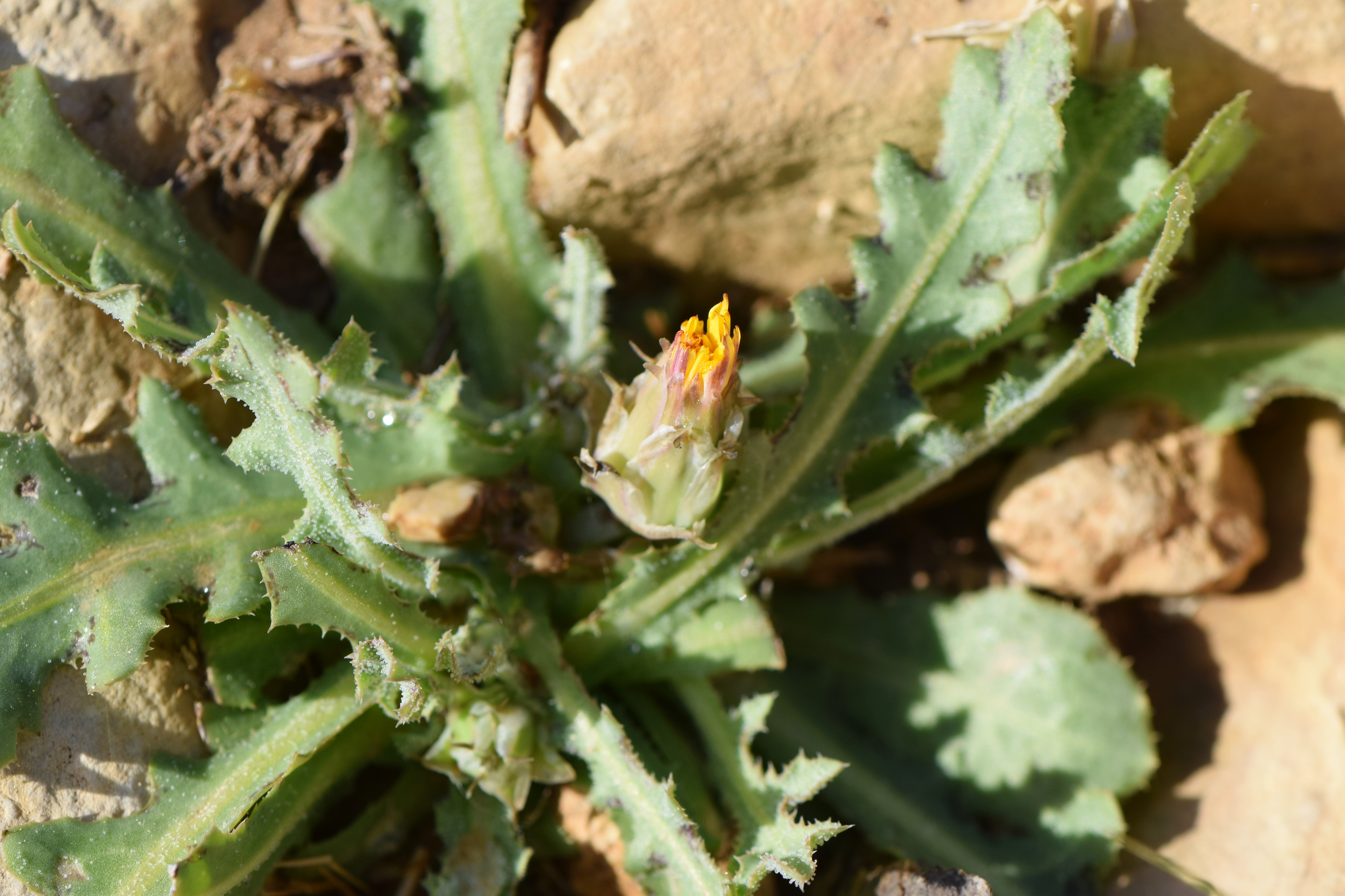 False sowthistle stem identification view