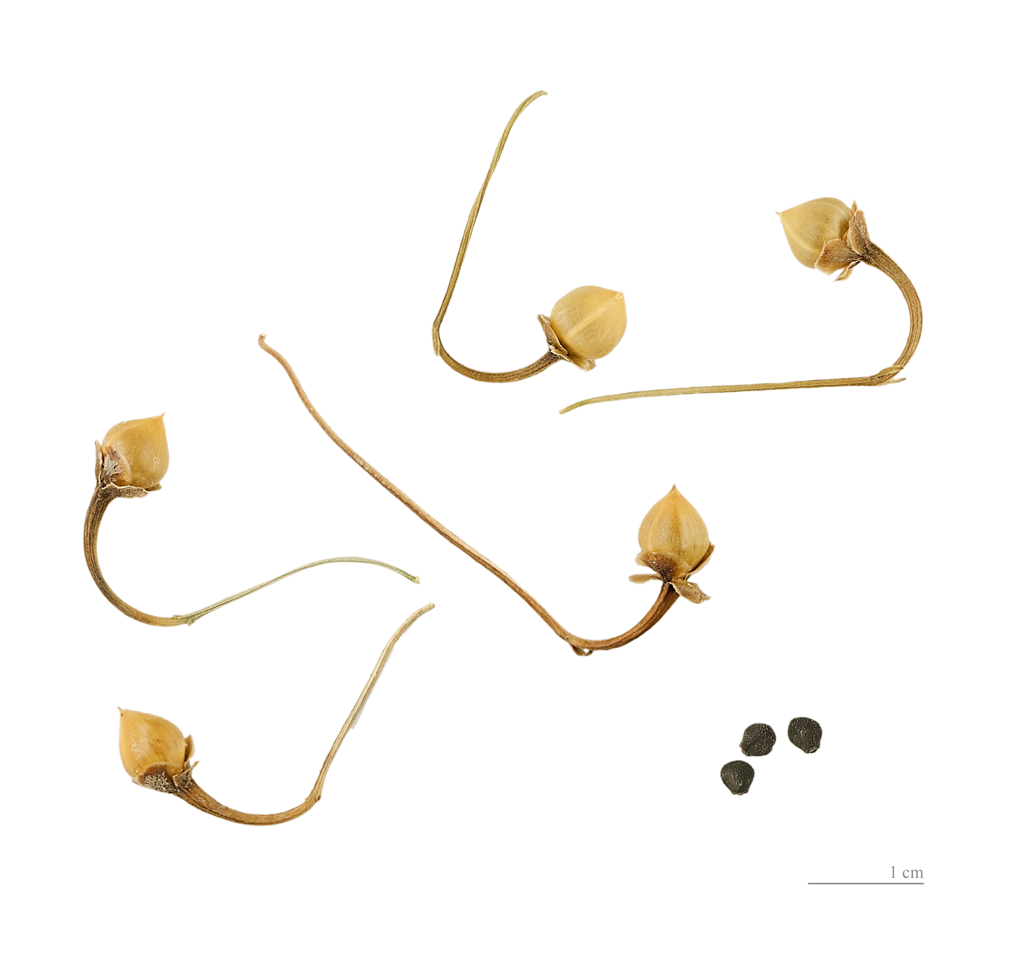 Field Bindweed fruit identification view