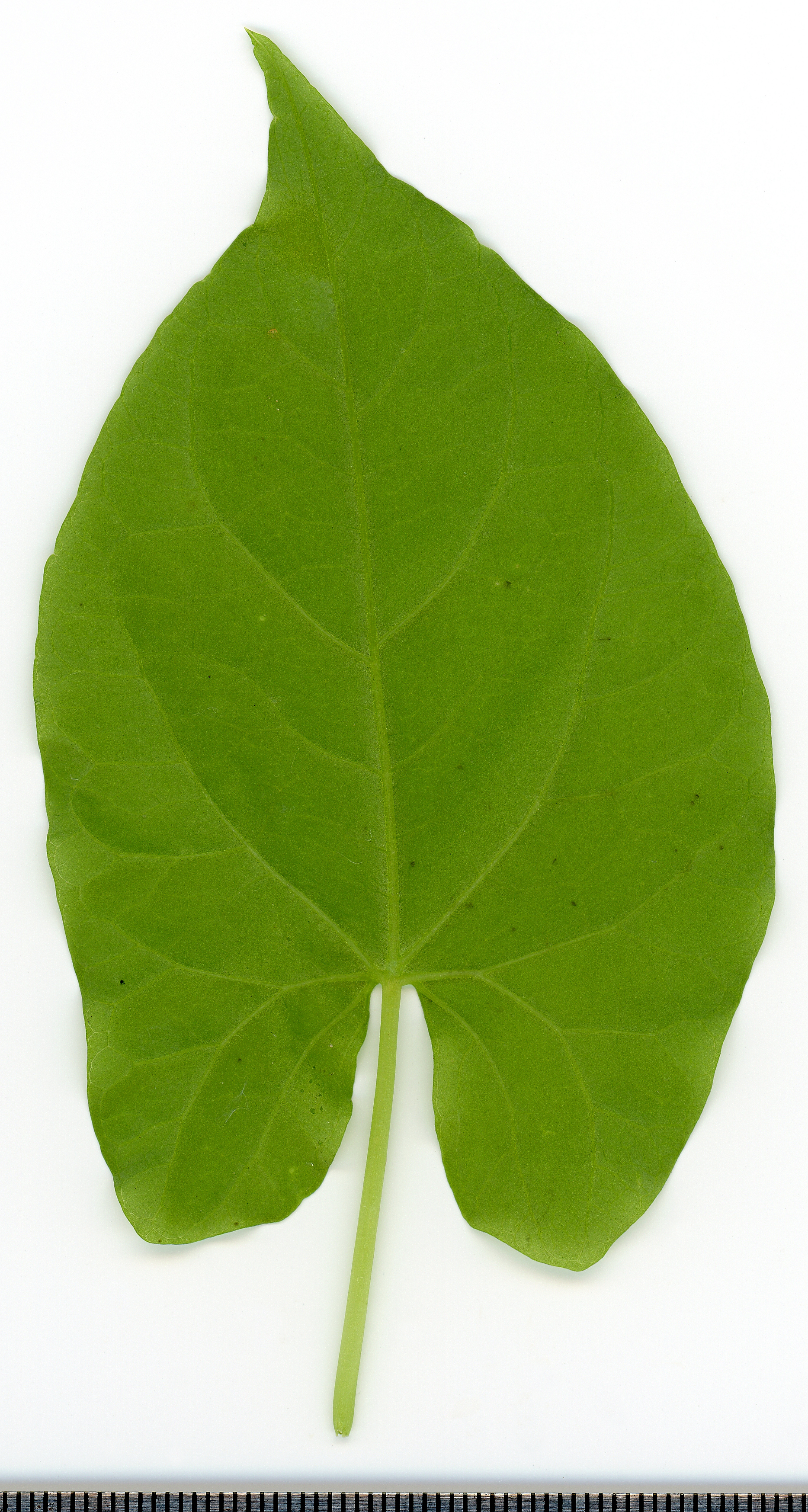 Field Bindweed leaf identification view