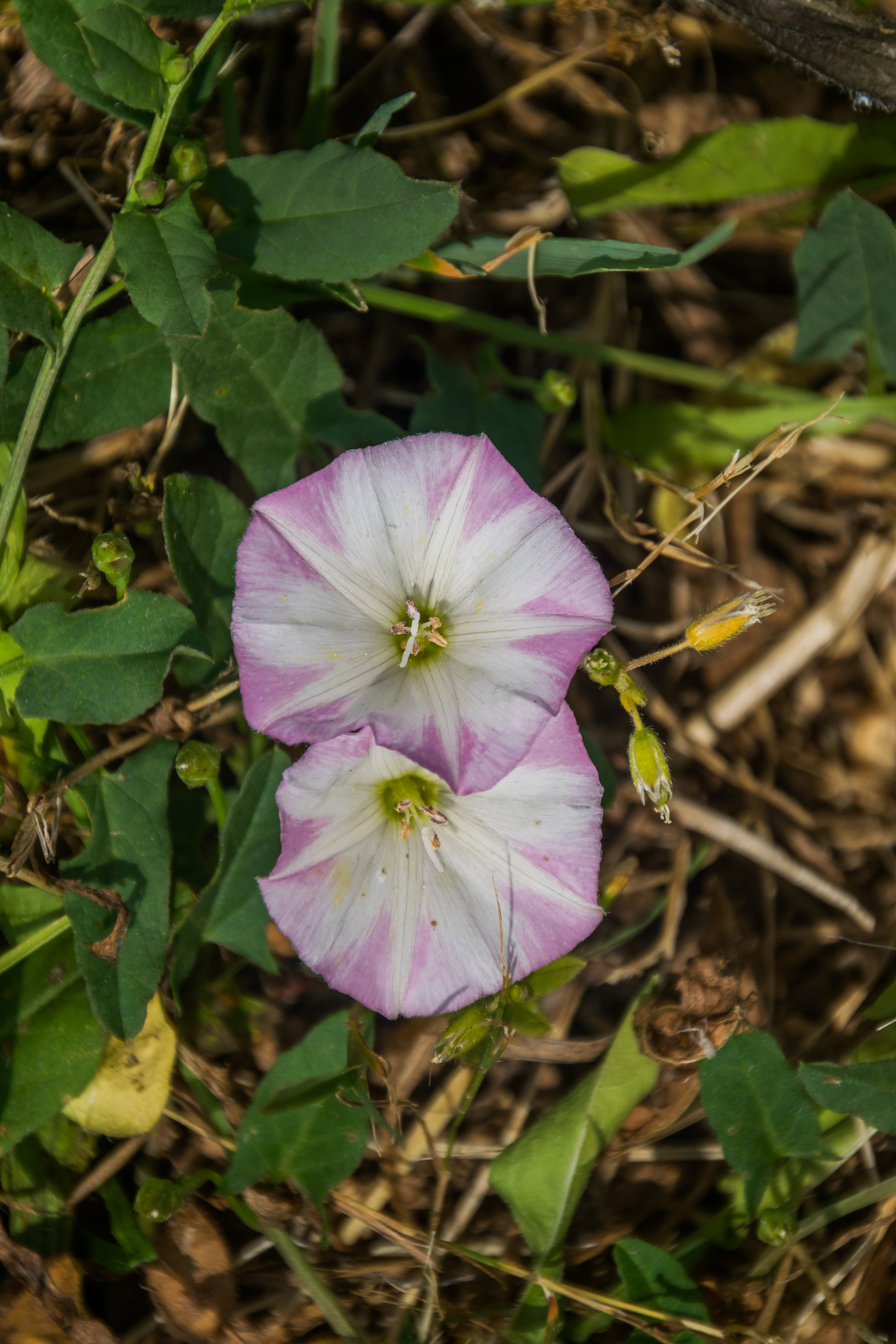 Field Bindweed plant identification view