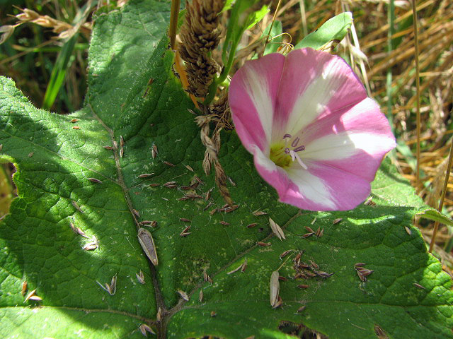 Field Bindweed stem identification view