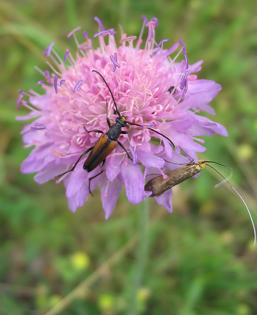 Field scabious flower identification view