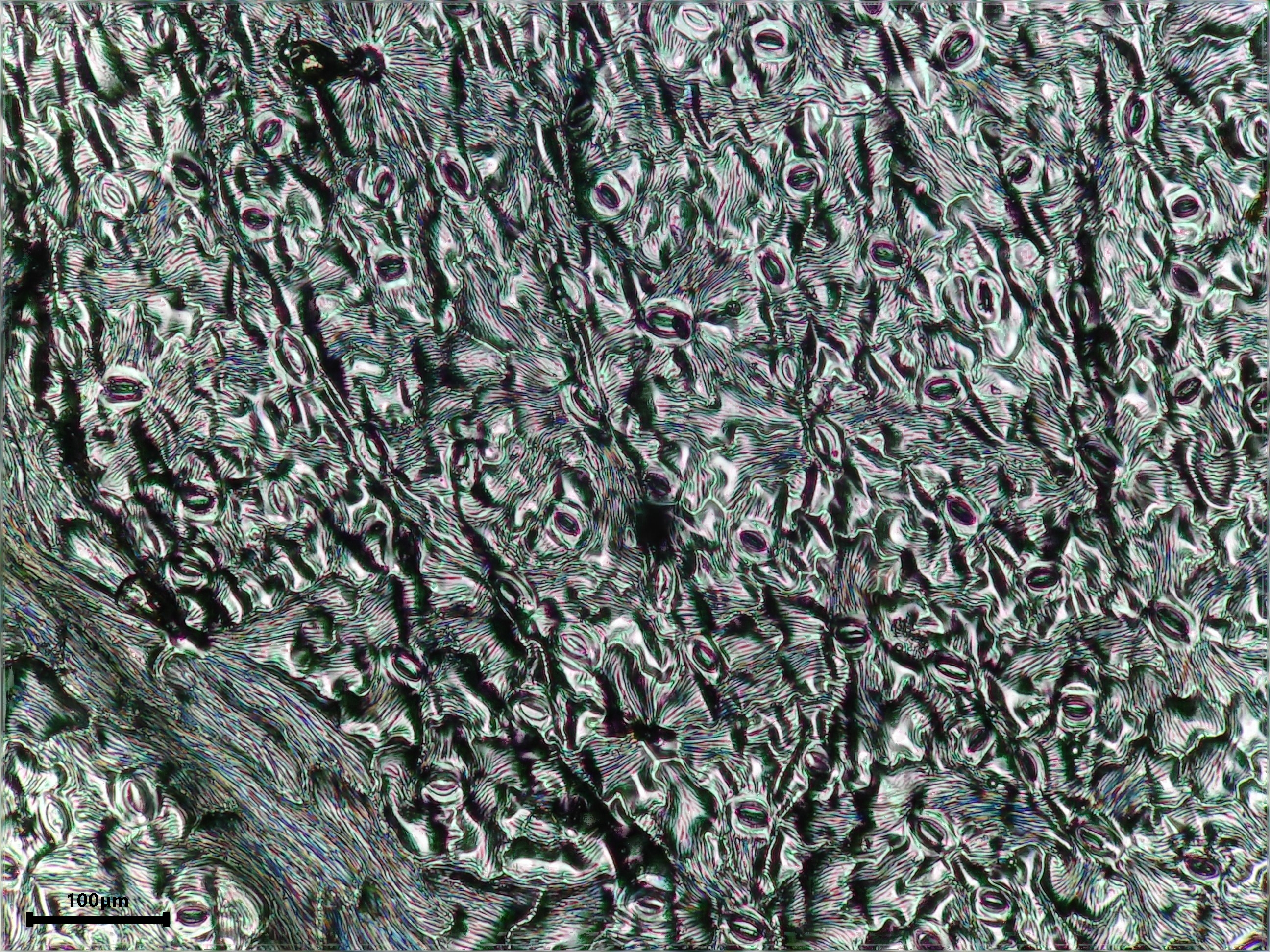 Field scabious leaf identification view
