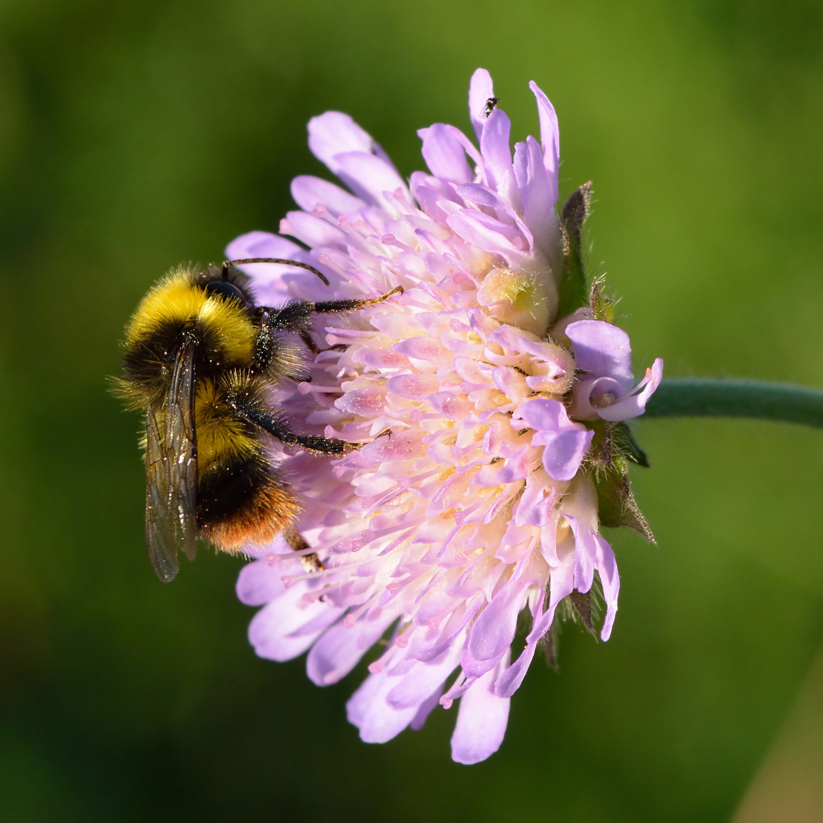 Field scabious plant identification view
