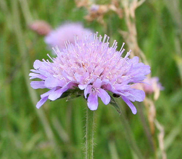 Field scabious stem identification view