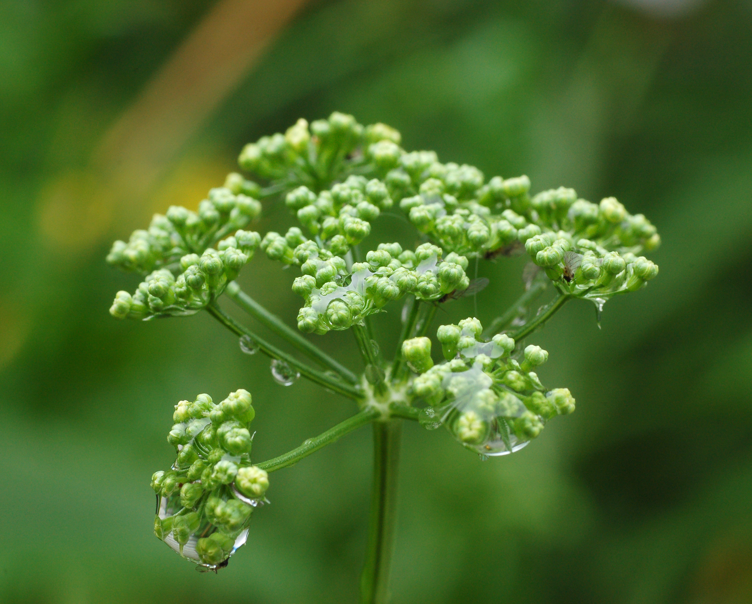 Flat-Leaf Parsley flower identification view