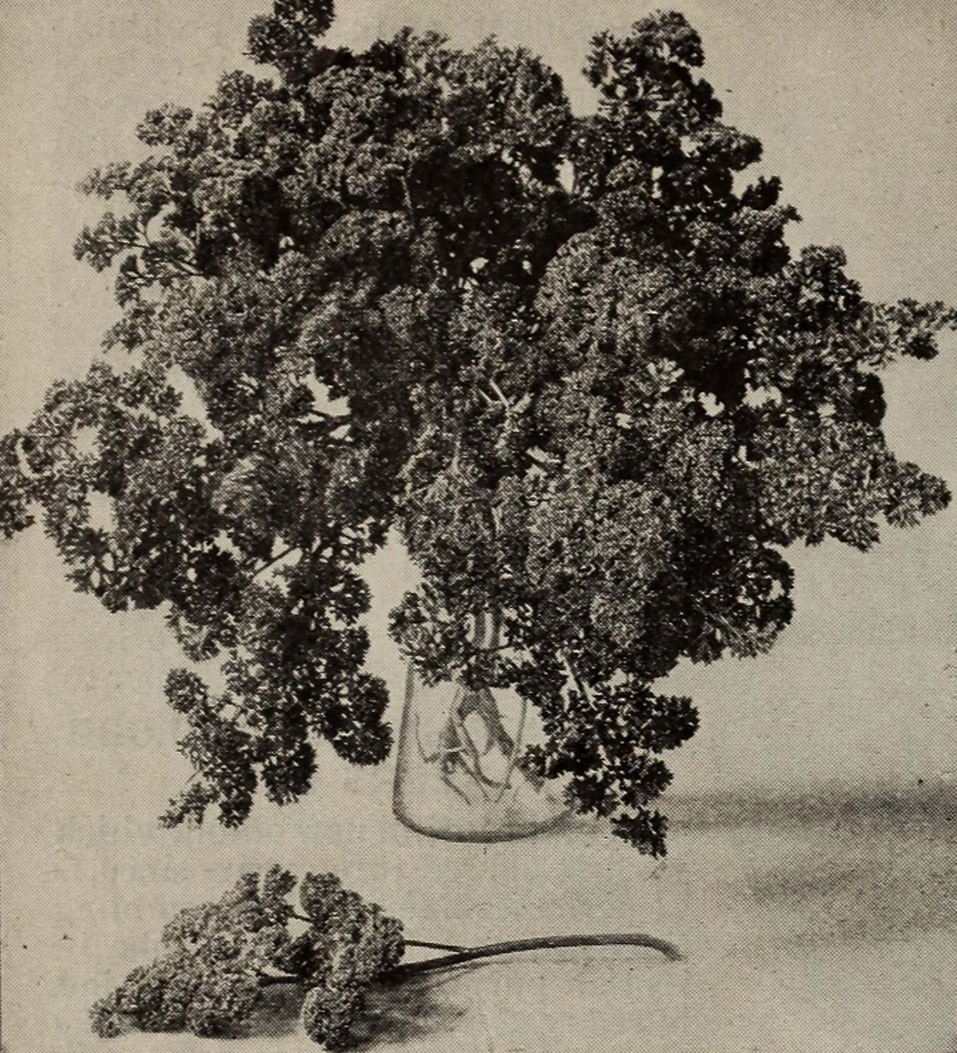 Flat-Leaf Parsley fruit identification view