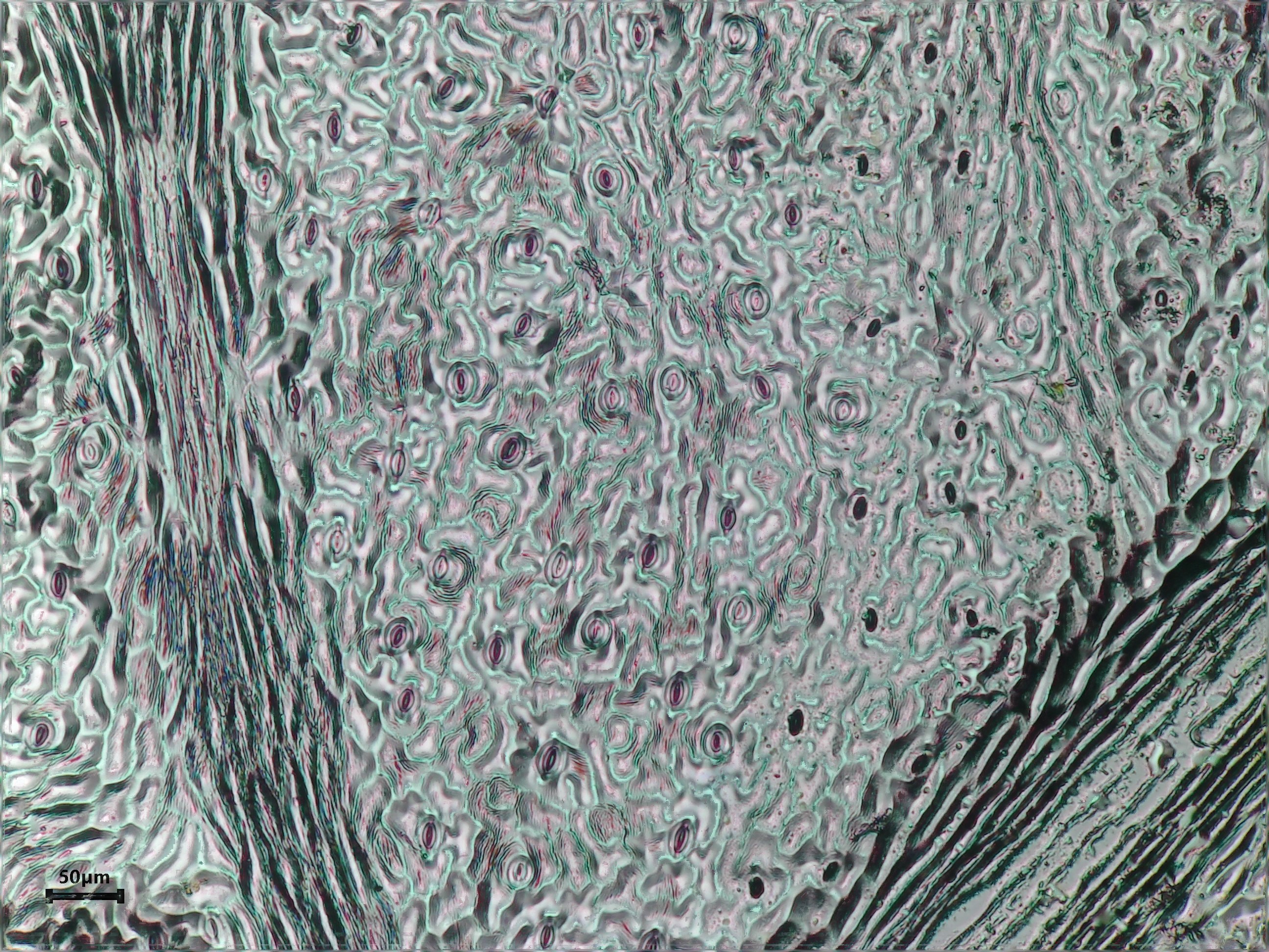 Flat-Leaf Parsley leaf identification view