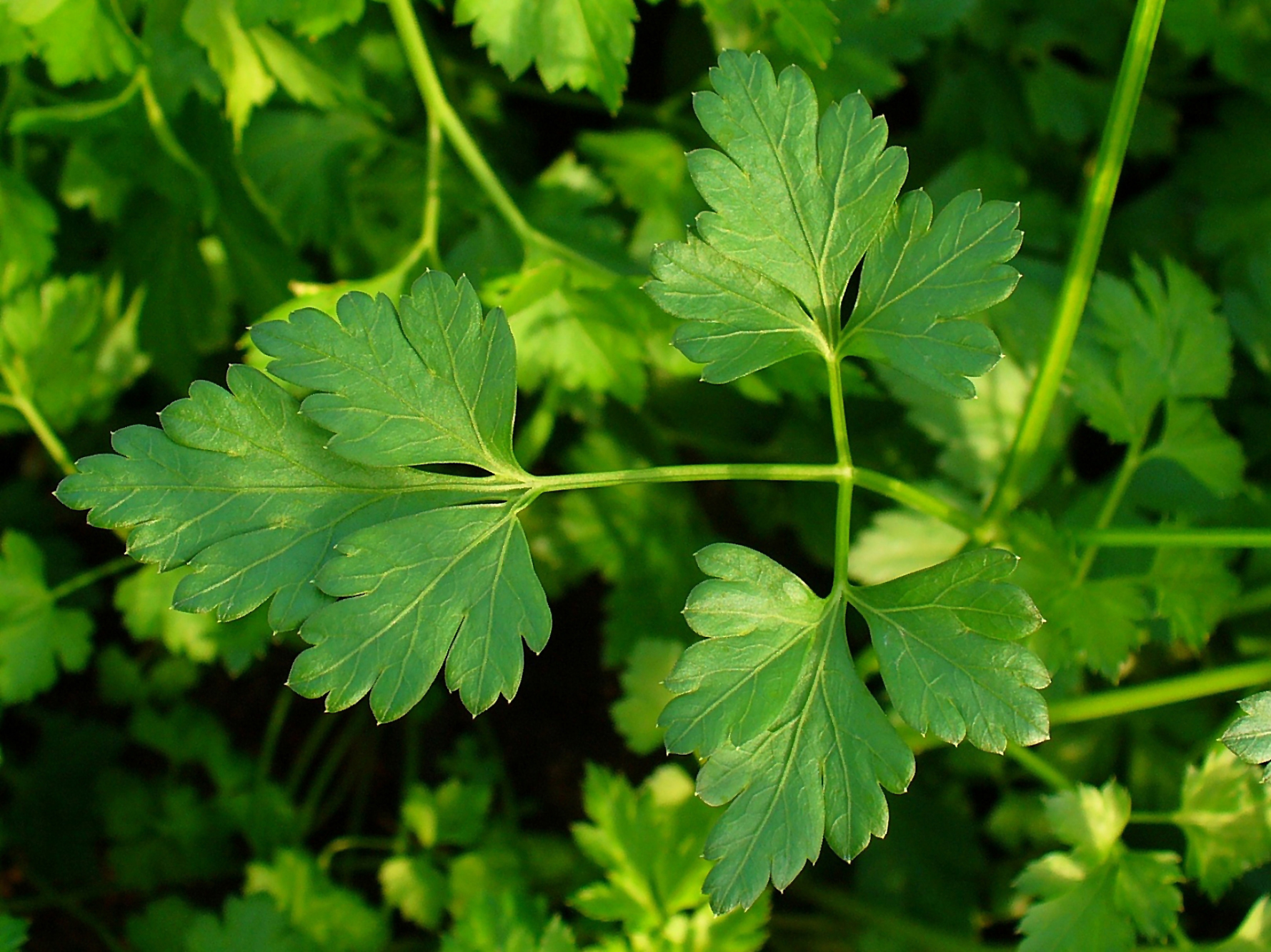 Flat-Leaf Parsley plant identification view