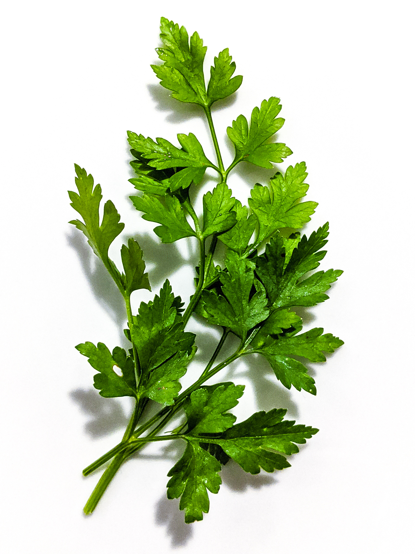 Flat-Leaf Parsley stem identification view