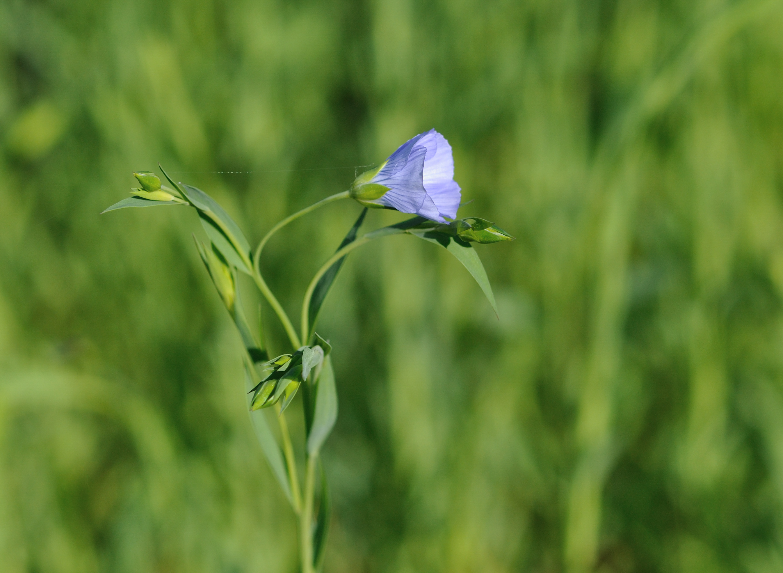 Flaxseed flower identification view