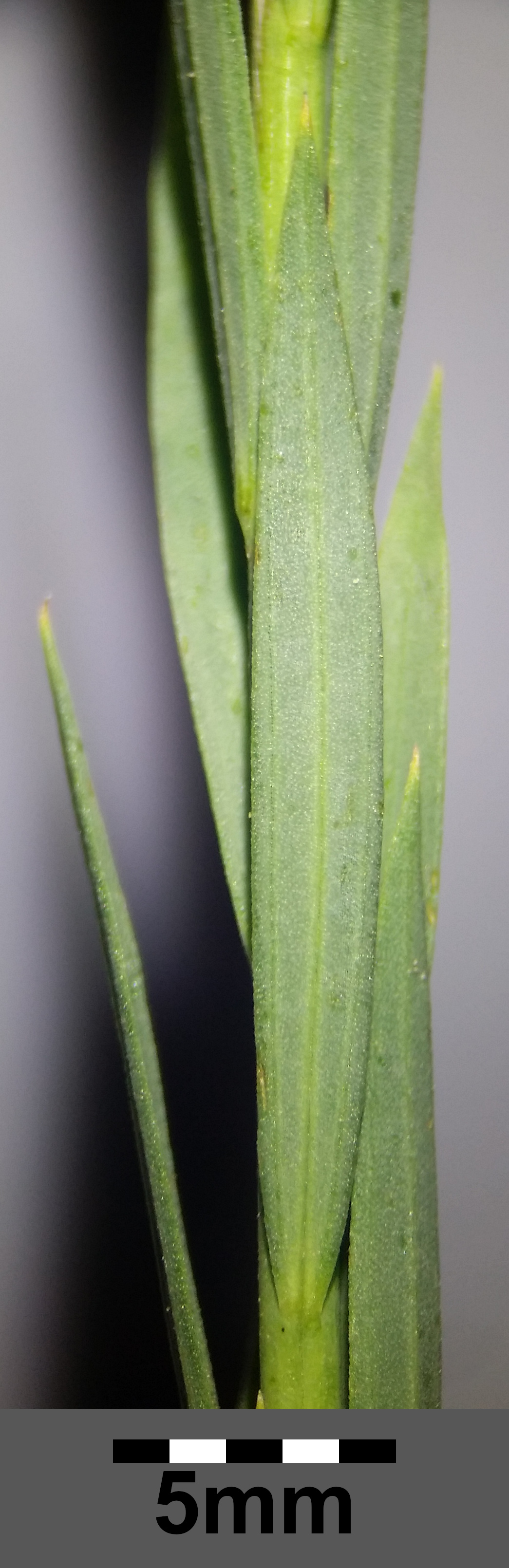 Flaxseed leaf identification view