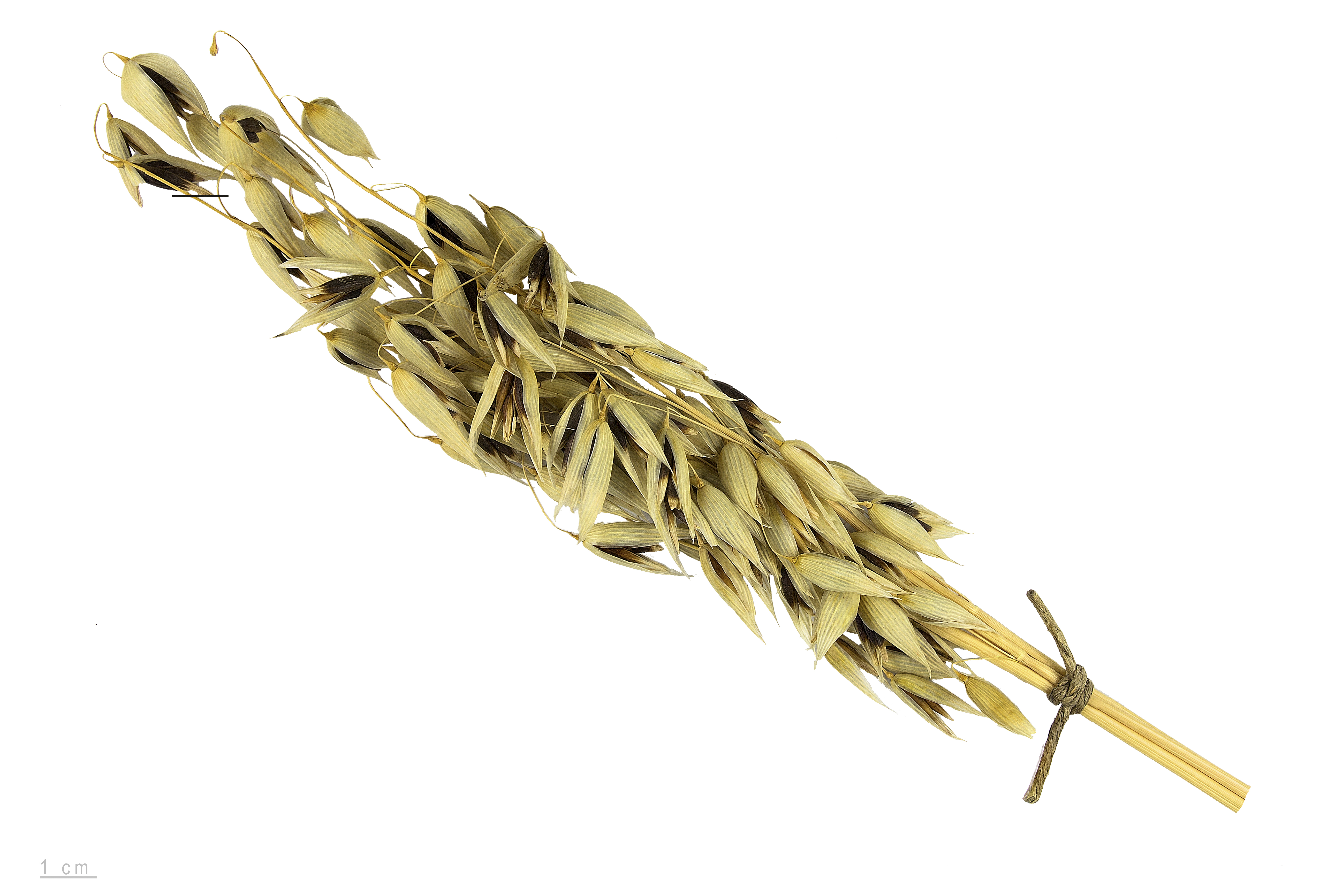 Forage Oats fruit identification view