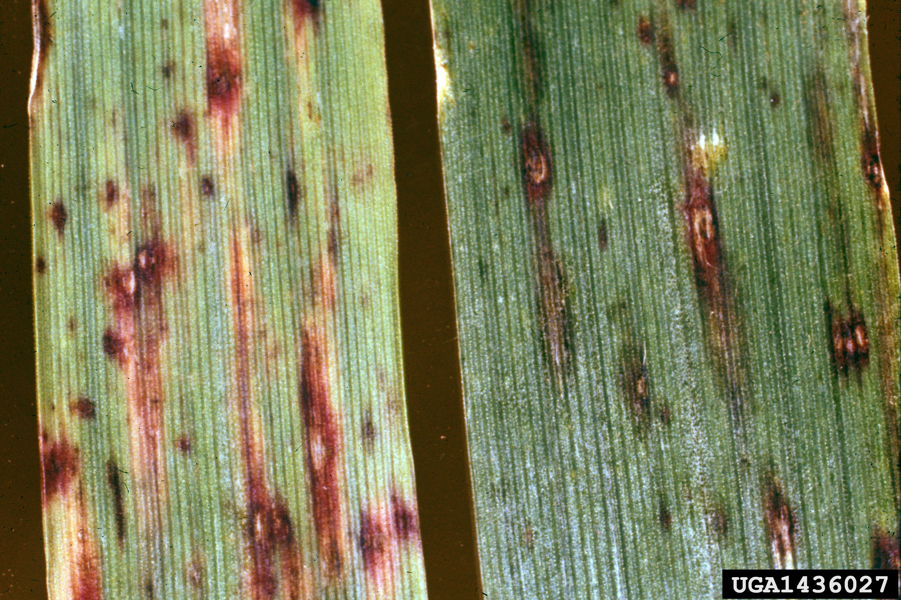 Forage Oats leaf identification view