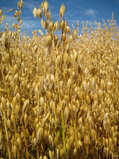 Forage Oats stem identification view