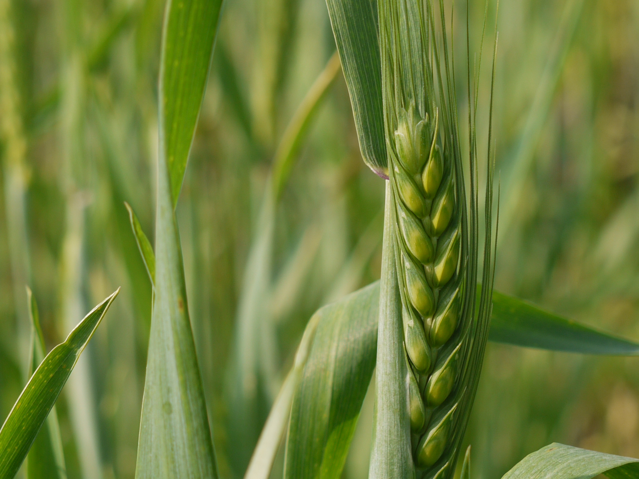 Forage Wheat flower identification view