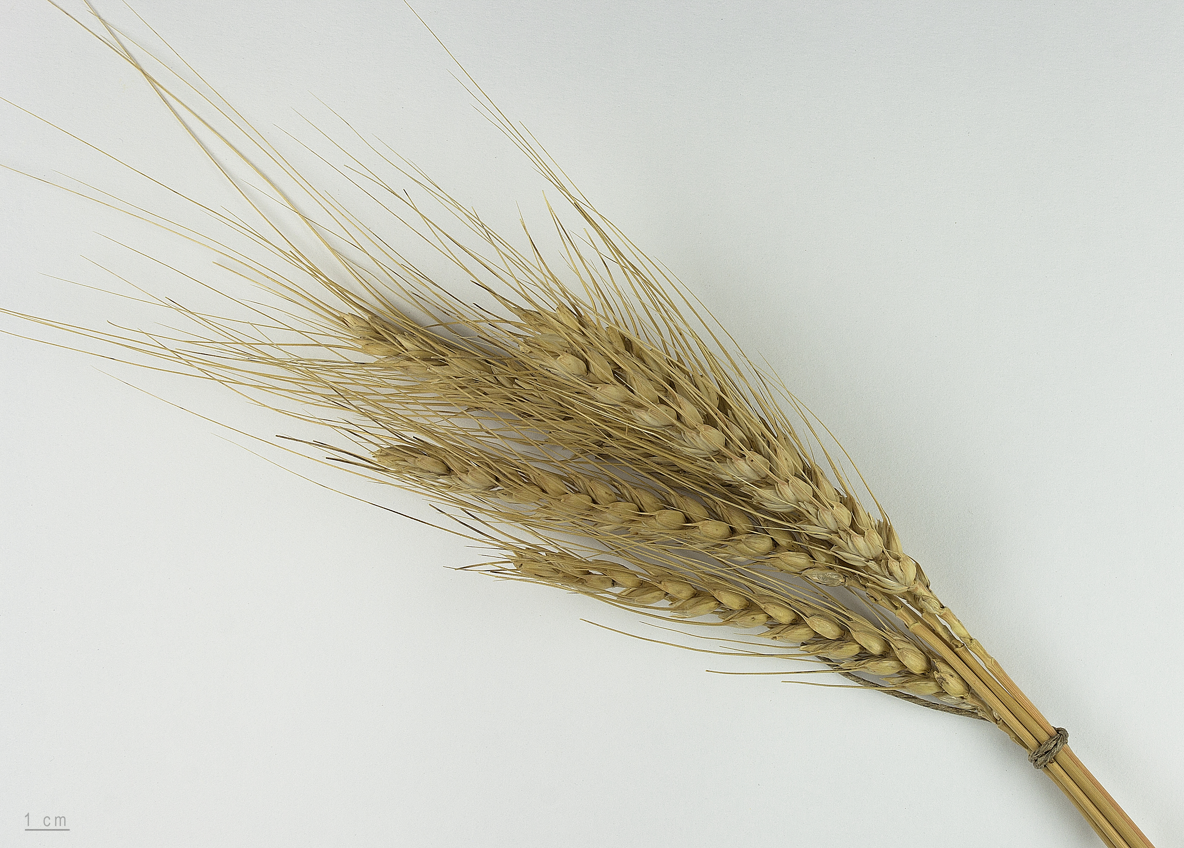 Forage Wheat fruit identification view