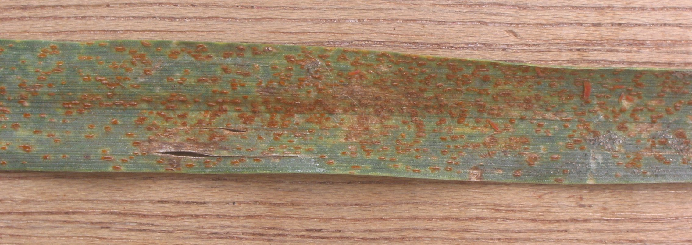 Forage Wheat leaf identification view